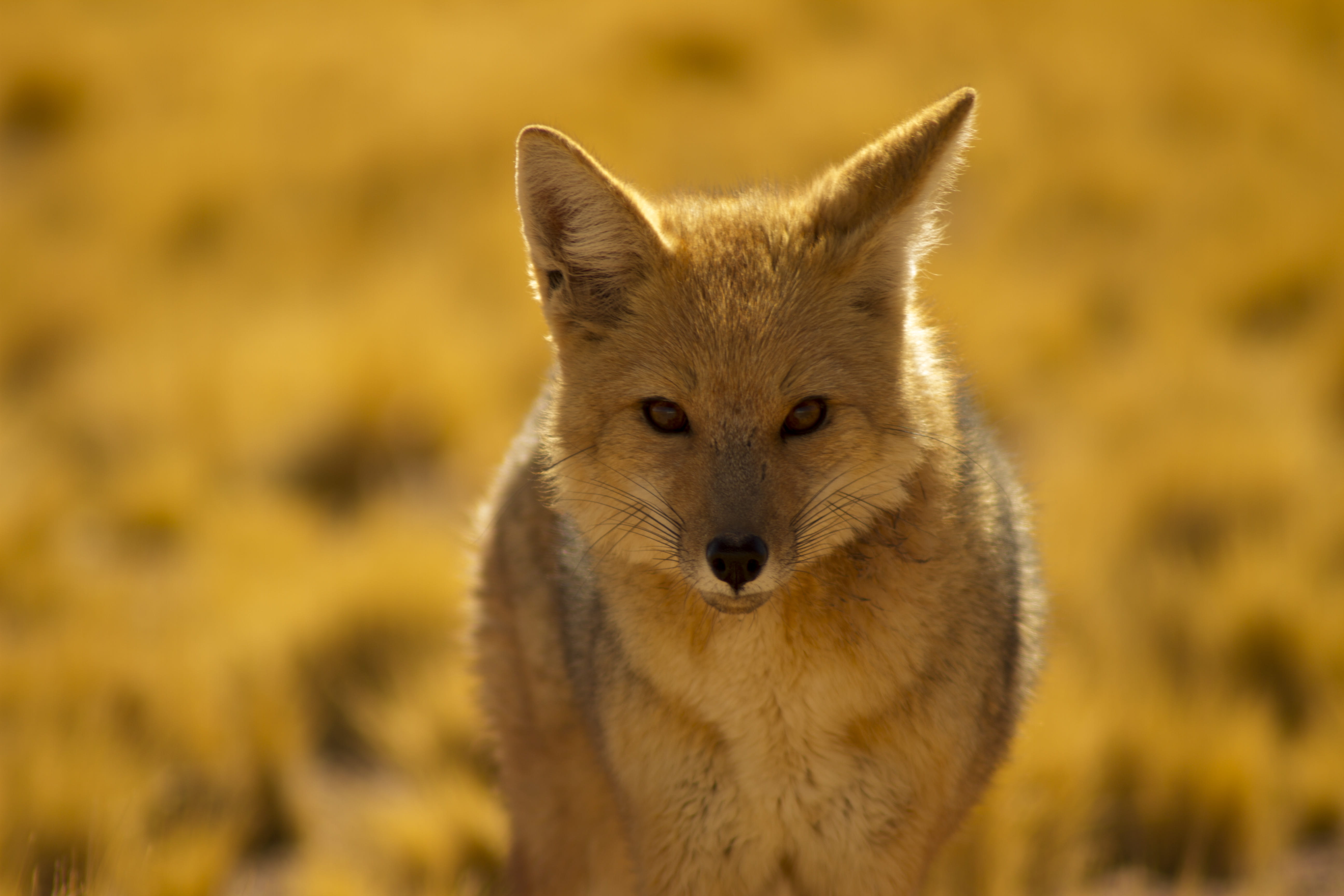 portrait, 5K, mammal, desert, front view, looking at camera, close-up, animal wildlife, young animal, animals, chile, outdoors, atacama desert, day, fox, HD Wallpaper