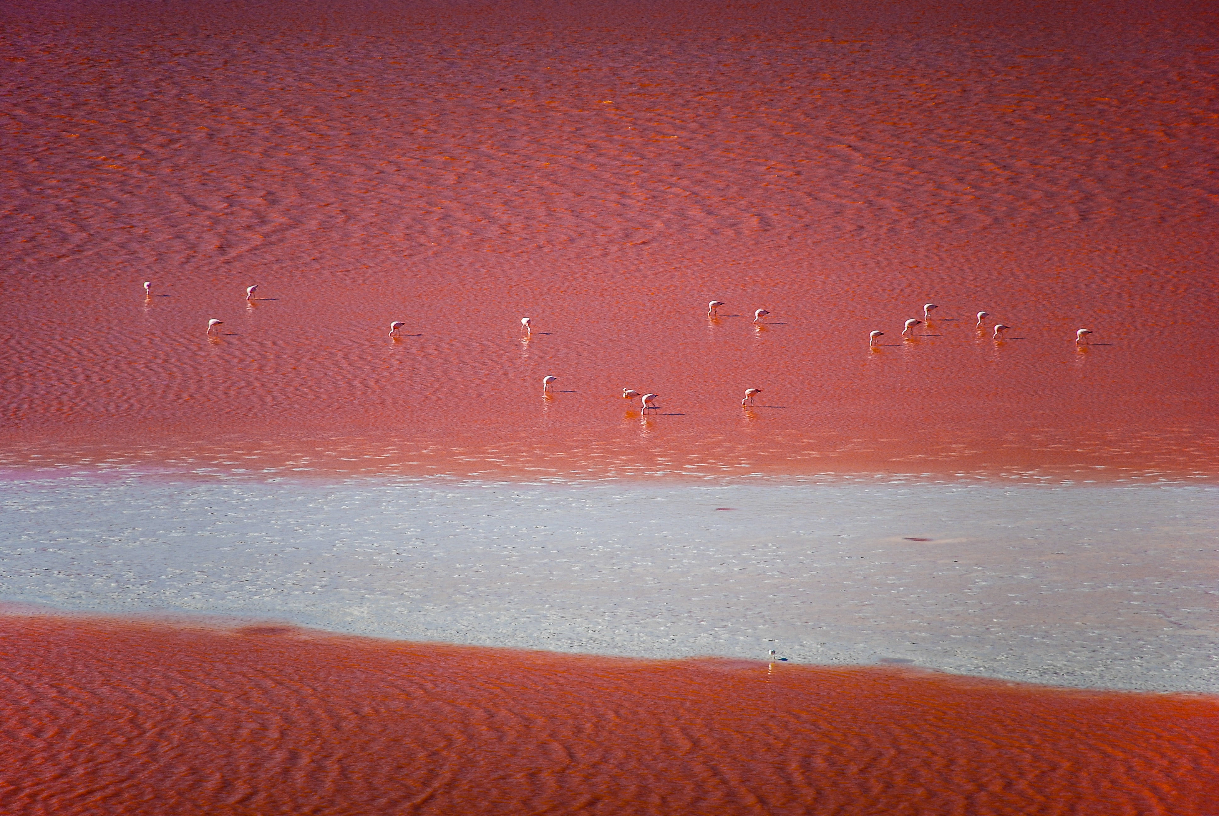 sea, climate, altiplano, backgrounds, pattern, salt flat, 4K, scenics - nature, abstract, flamingos, colour, soil, beauty in nature, travel, flock, arid climate, HD Wallpaper