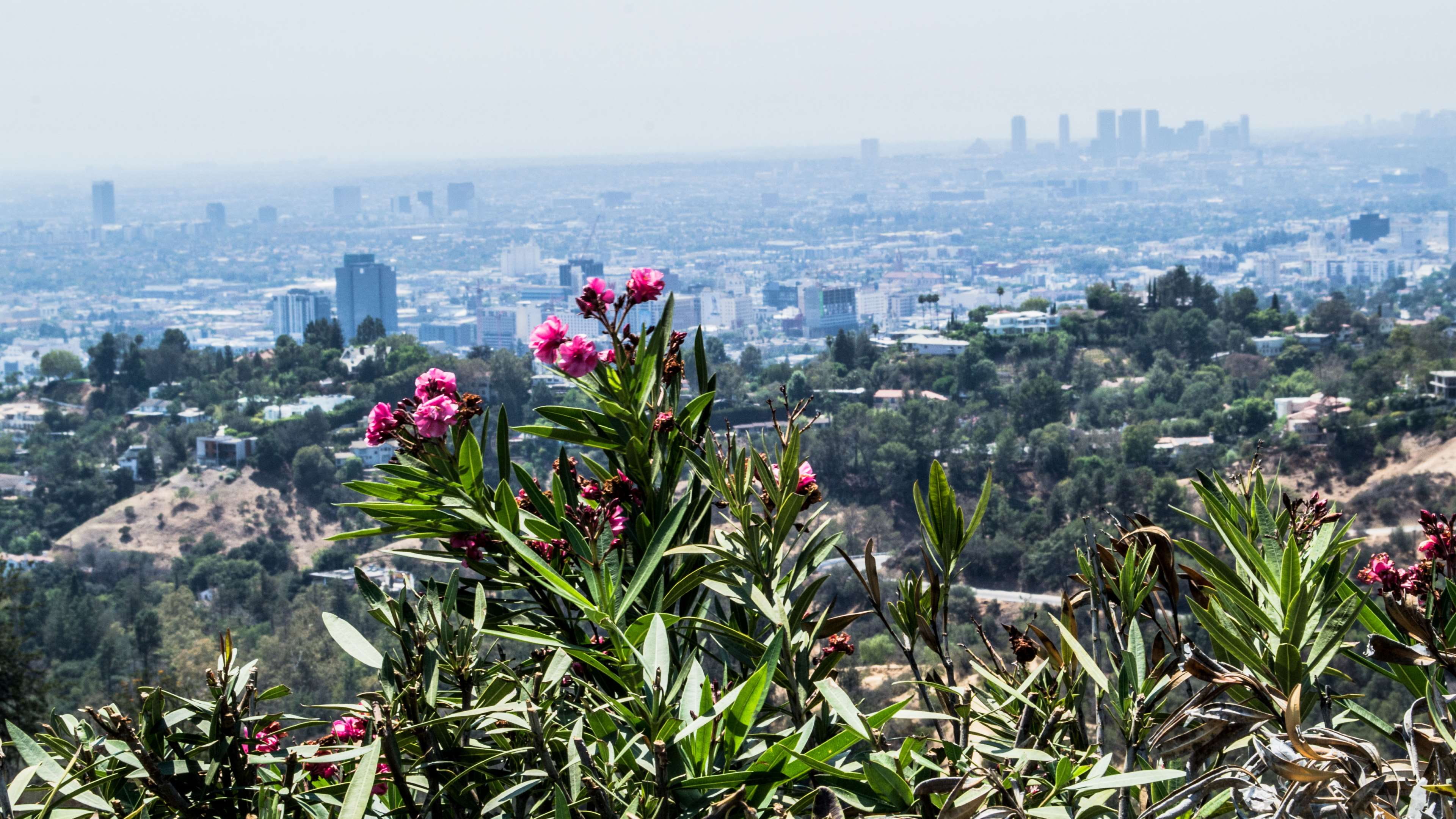 flowering plant, building exterior, must see, cali, usa, cityscape, la, flower, outdoors, sky, architecture, friendlylocalguides, nature, views, losandzheles, HD Wallpaper