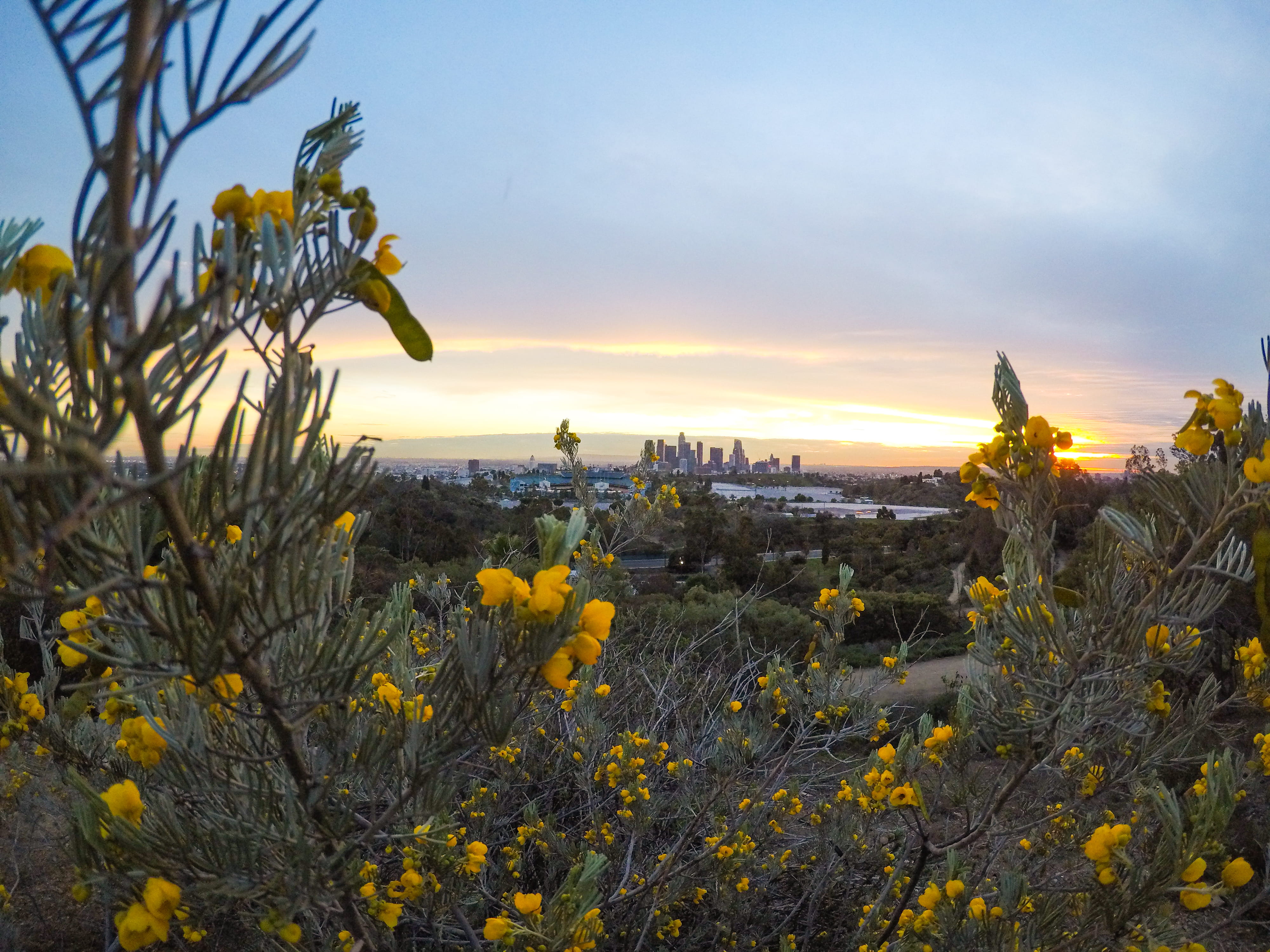growth, unsplash expedition, nature, beauty in nature, plant, silhouettes, sky, city, cloud - sky, yellow, tranquil scene, land, vulnerability, cityscape, HD Wallpaper