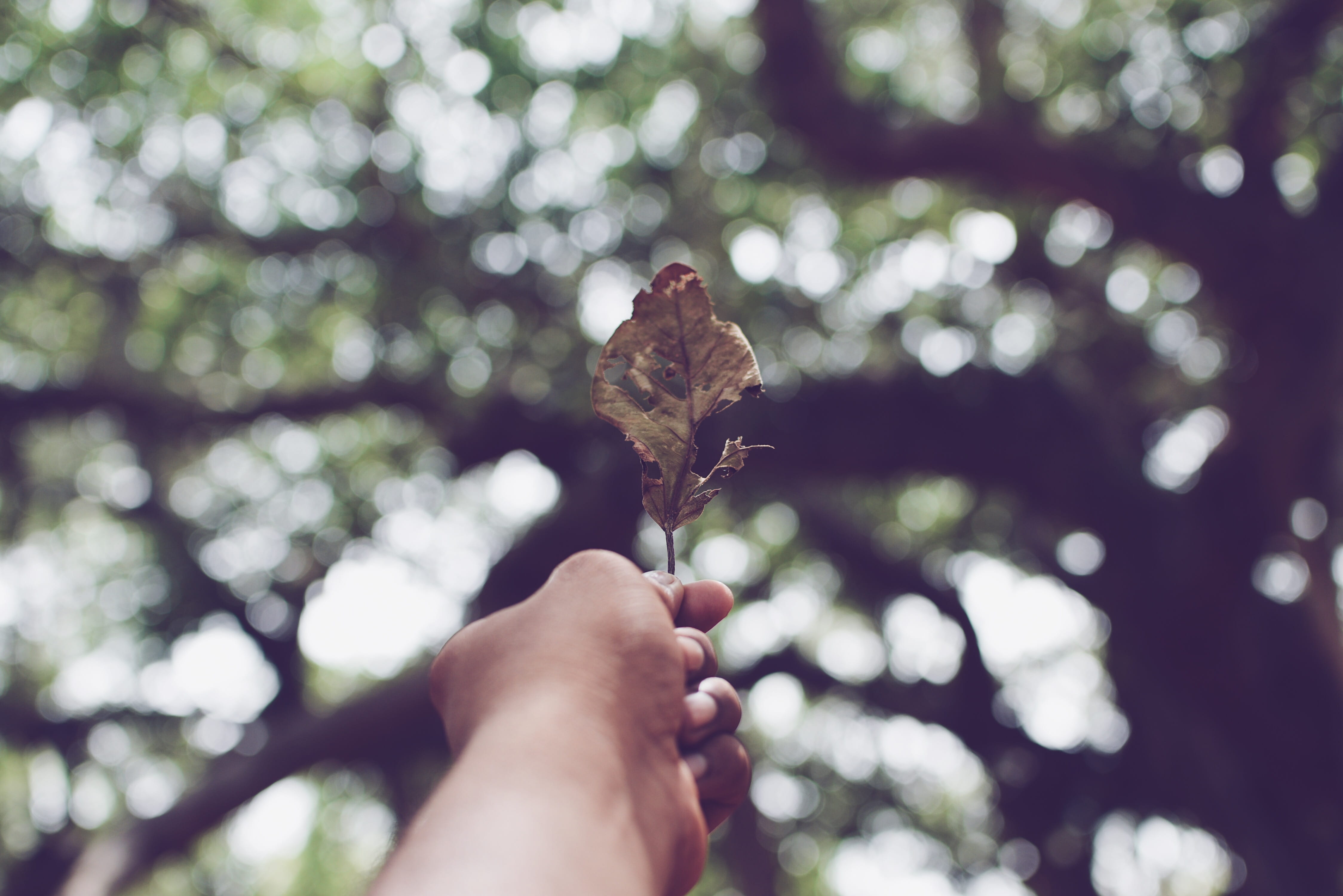 veins, invertebrate, grapes, india, focus on foreground, bat, day, tree, low angle view, human hand, 4K, insect, cotton, unrecognizable person, body part, HD Wallpaper