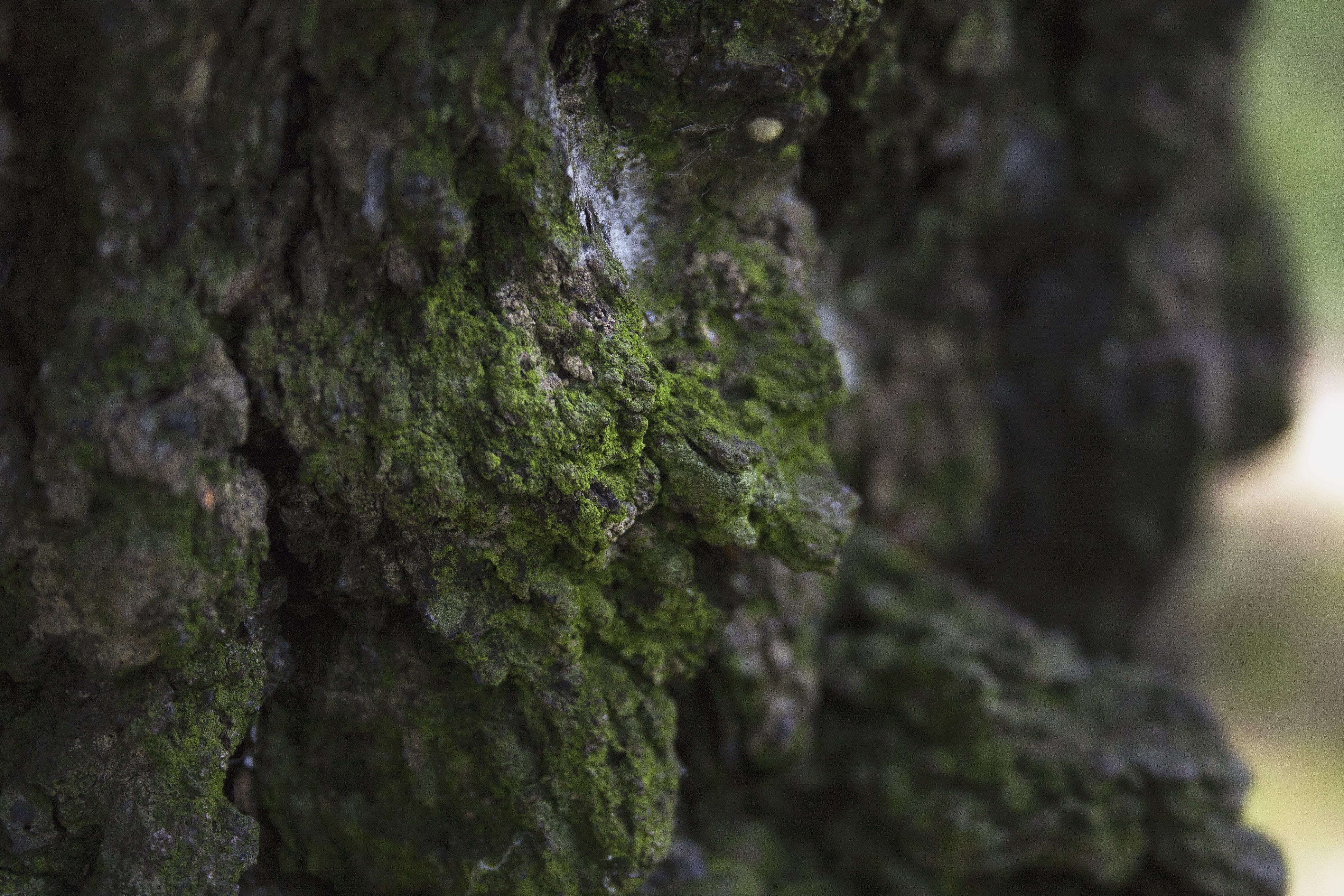 backgrounds, rough, the bark, nature, selective focus, closeup, photo, focus on foreground, pattern, macro, link, deep, day, trunk, green color, forest, HD Wallpaper