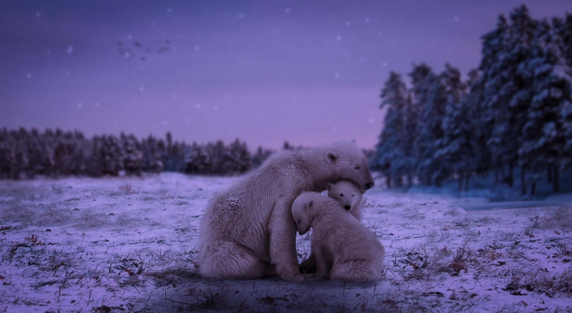 tree, Creative, cold temperature, land, vertebrate, environment, lovebirds, animal themes, snow, parimal, two animals, animal wildlife, winter, group of animals, HD Wallpaper