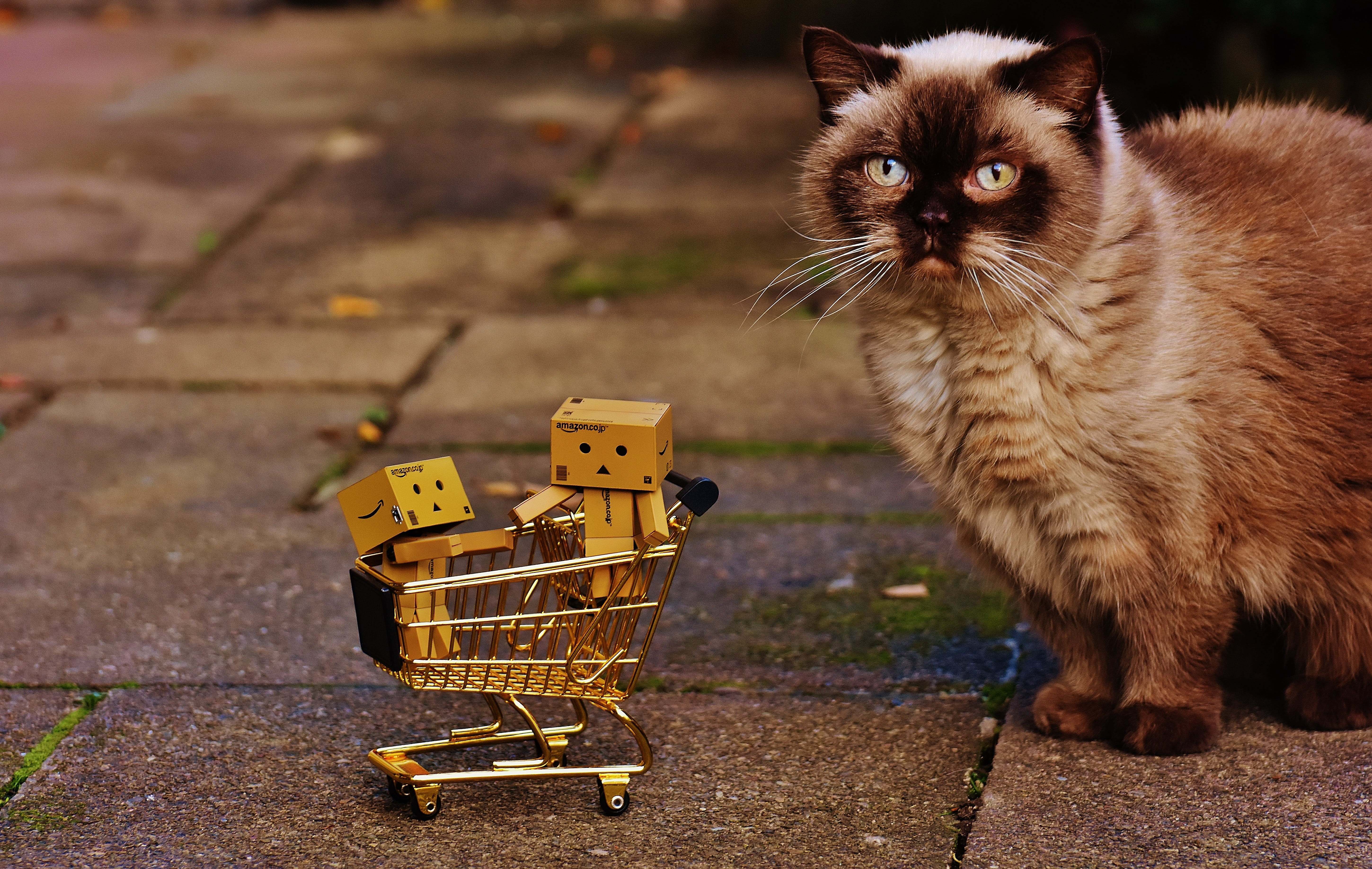 looking at camera, cart, advent, scale, curious, shopping cart, day, no people, gifts, sitting, together, cute, feline, made, british shorthair, grey, one animal, HD Wallpaper