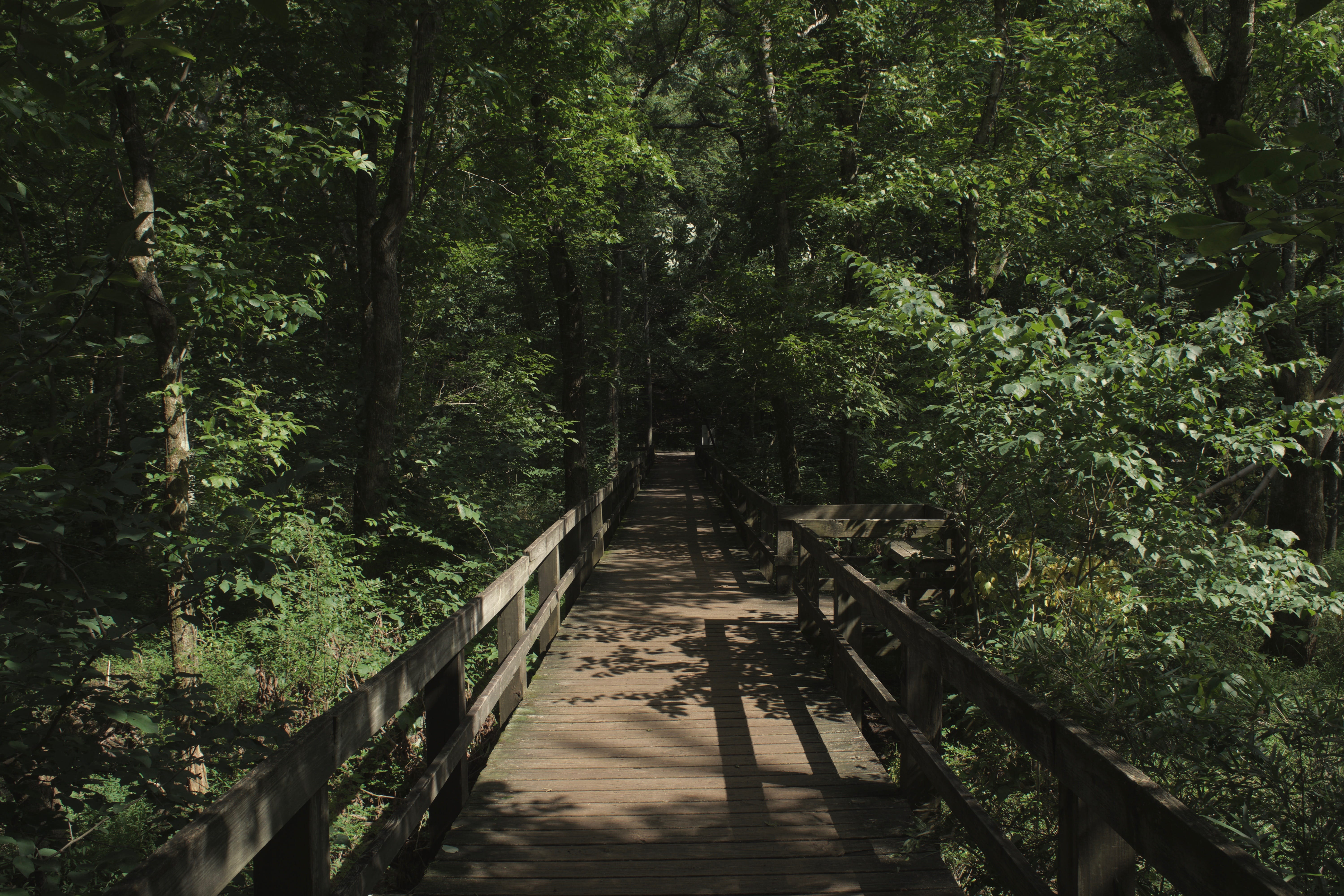 radnor lake, footbridge, footpath, the way forward, nashville, appalachian trail, 5K, shaddows, growth, sunlight, plant, tennessee, foliage, green, woodland, HD Wallpaper