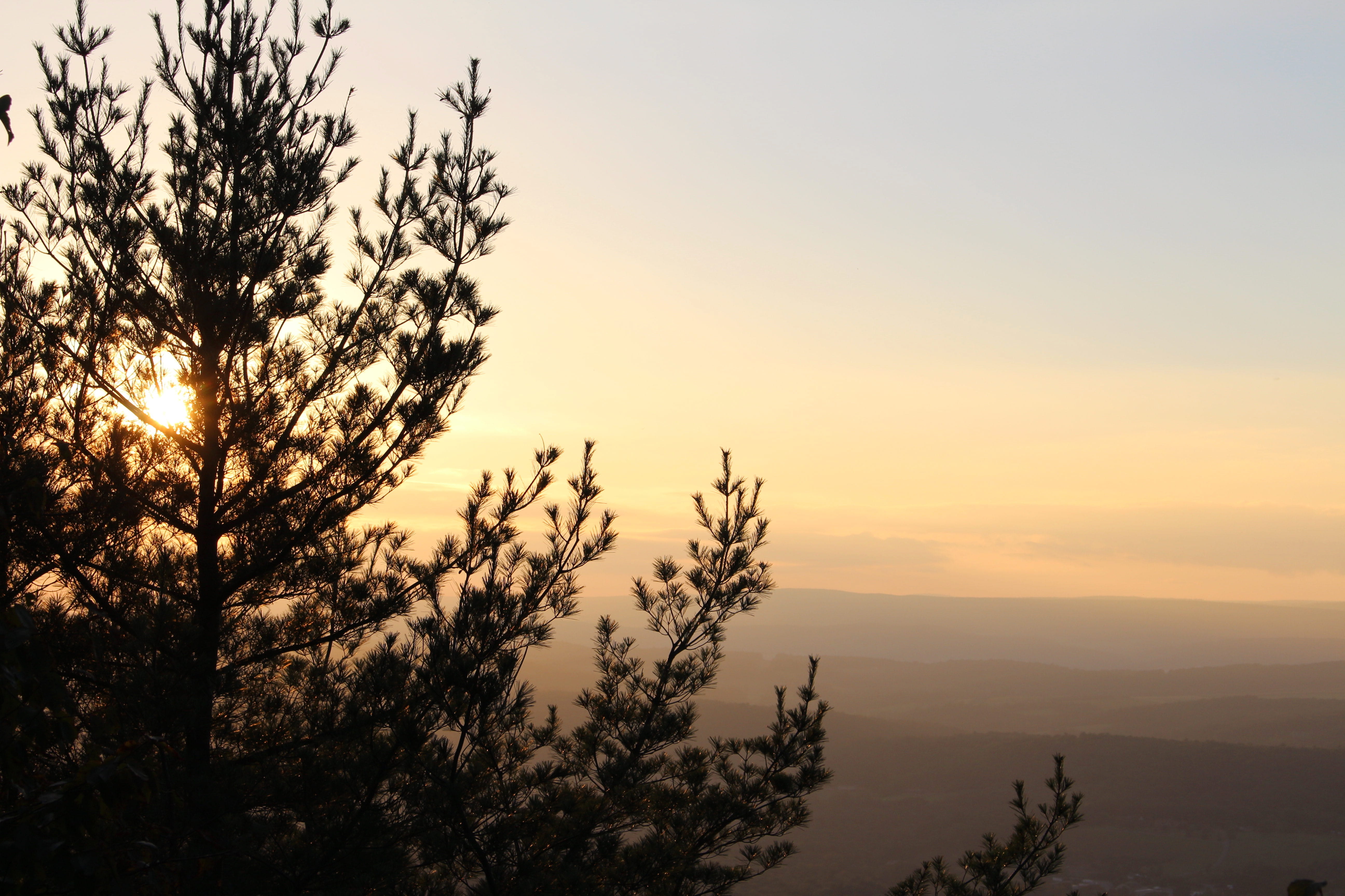 sunset, tree, no people, 5K, nature, tranquil scene, plant, appalachian trail, outdoors, orange color, sky, beauty in nature, growth, tranquility, sun, HD Wallpaper