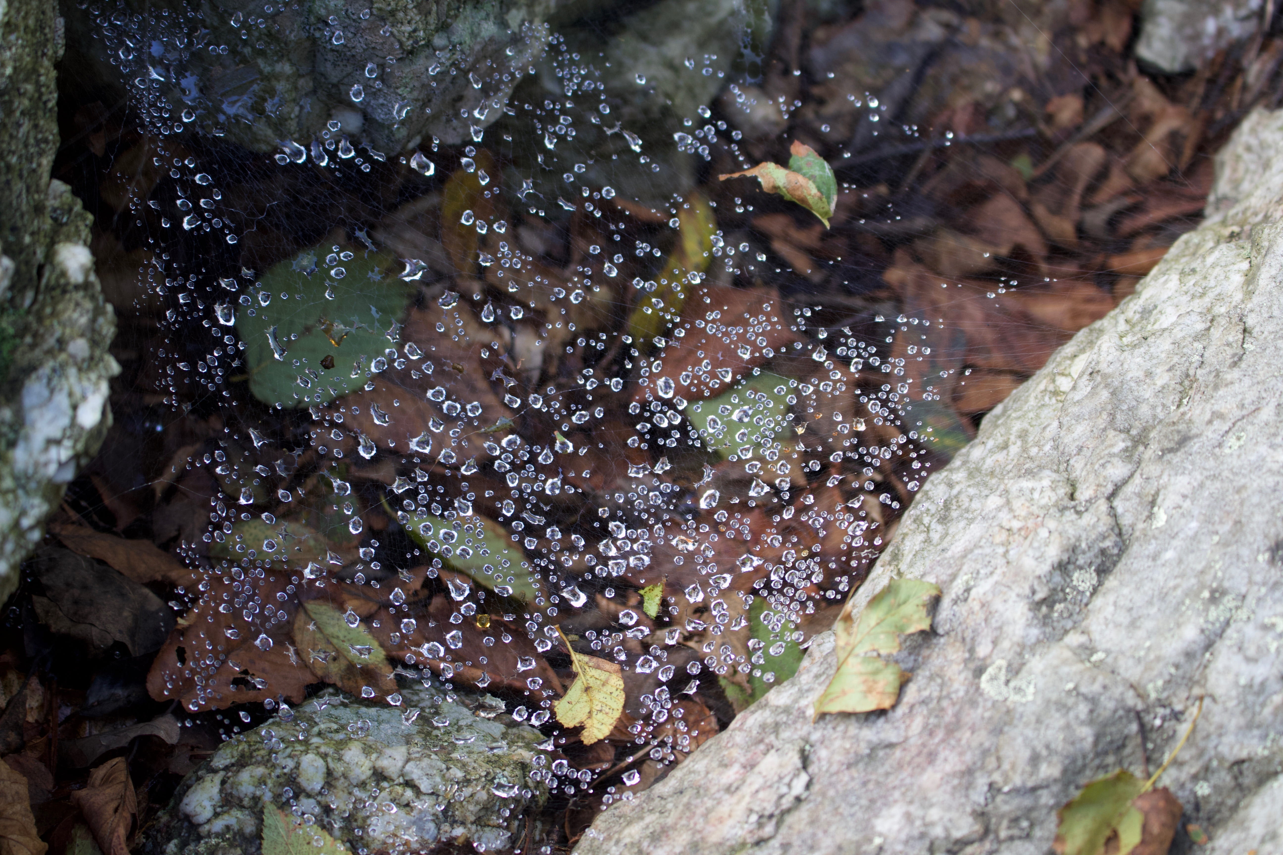 camping, outdoor, nature, rock - object, lichen, plant, textured, close-up, growth, dew, outdoors, appalachian trail, solid, appalachian, wet, selective focus, HD Wallpaper