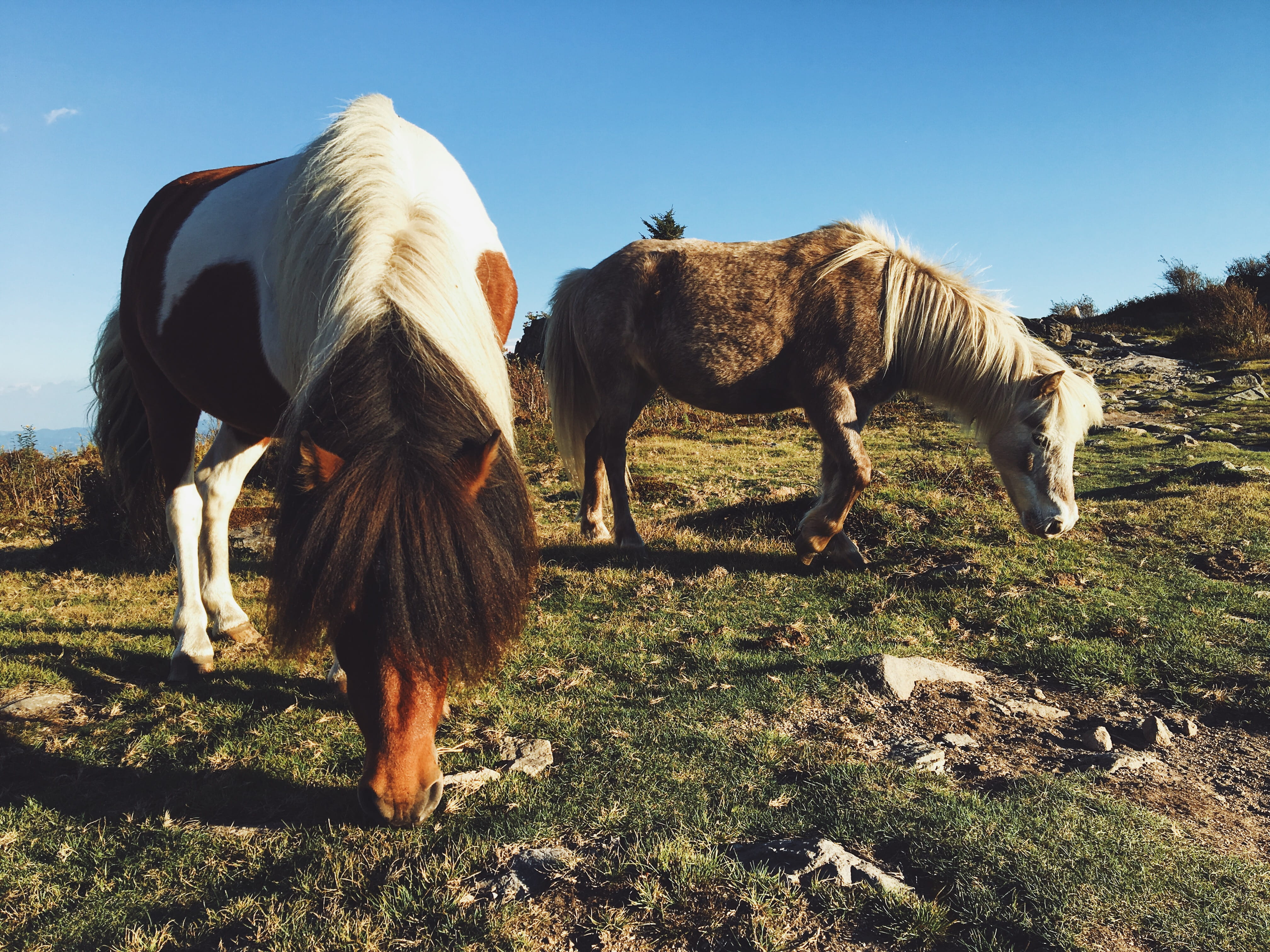 agriculture, animal themes, domestic animals, sunlight, countryside, sky, 4K, ranch, land, livestock, meadow, mountain, herbivorous, group of animals, HD Wallpaper