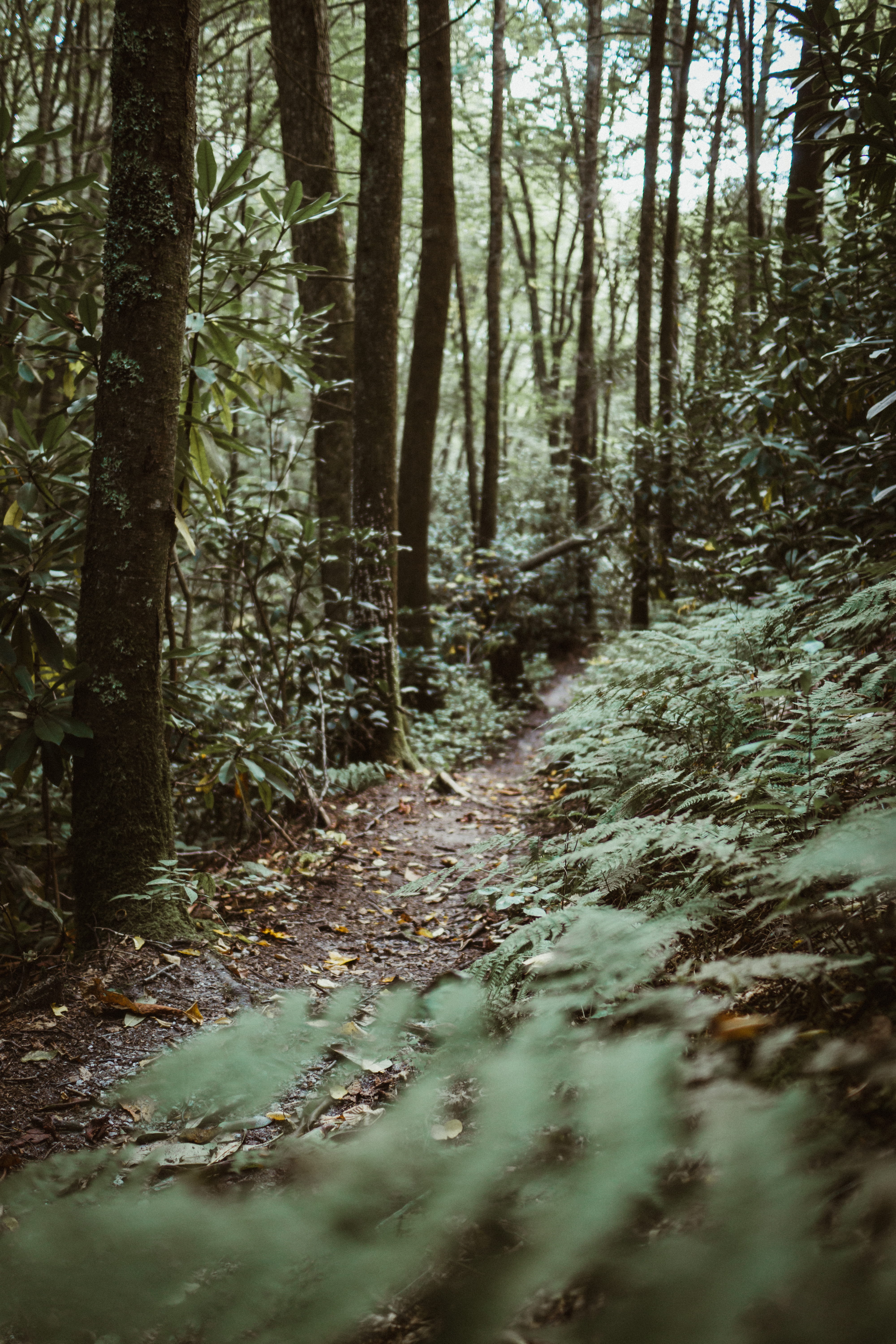 environment, land, path, rainforest, tranquility, dream, sunlight, tree trunk, vegetation, tranquil scene, daytime, forest, tree, 5K, grove, nature, landscape, Phone HD Wallpaper