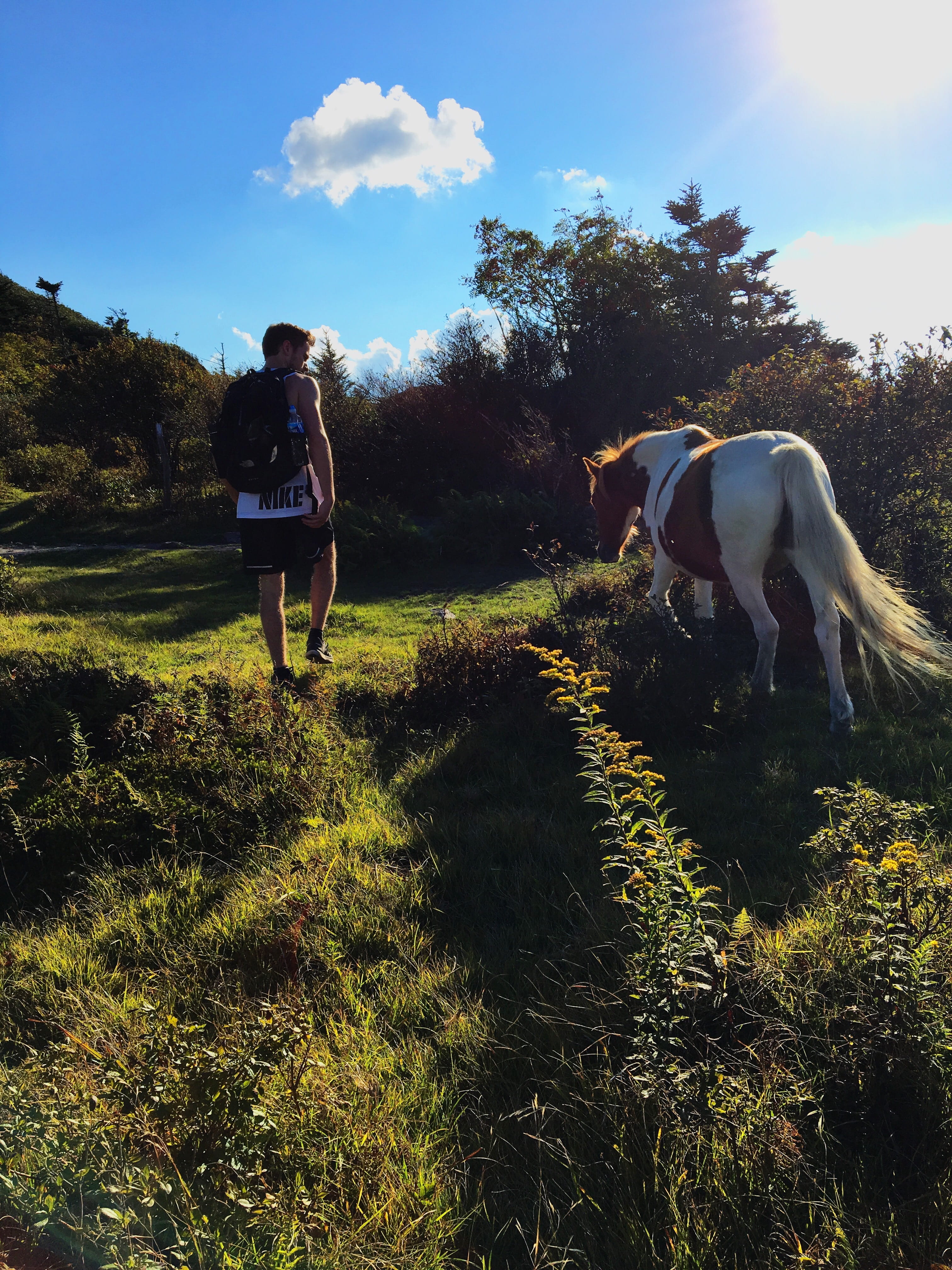 appalachian trail, grassland, grass, countryside, land, person, united states, mouth of wilson, stallion, nature, growth, sky, tree, real people, mammal, Phone HD Wallpaper