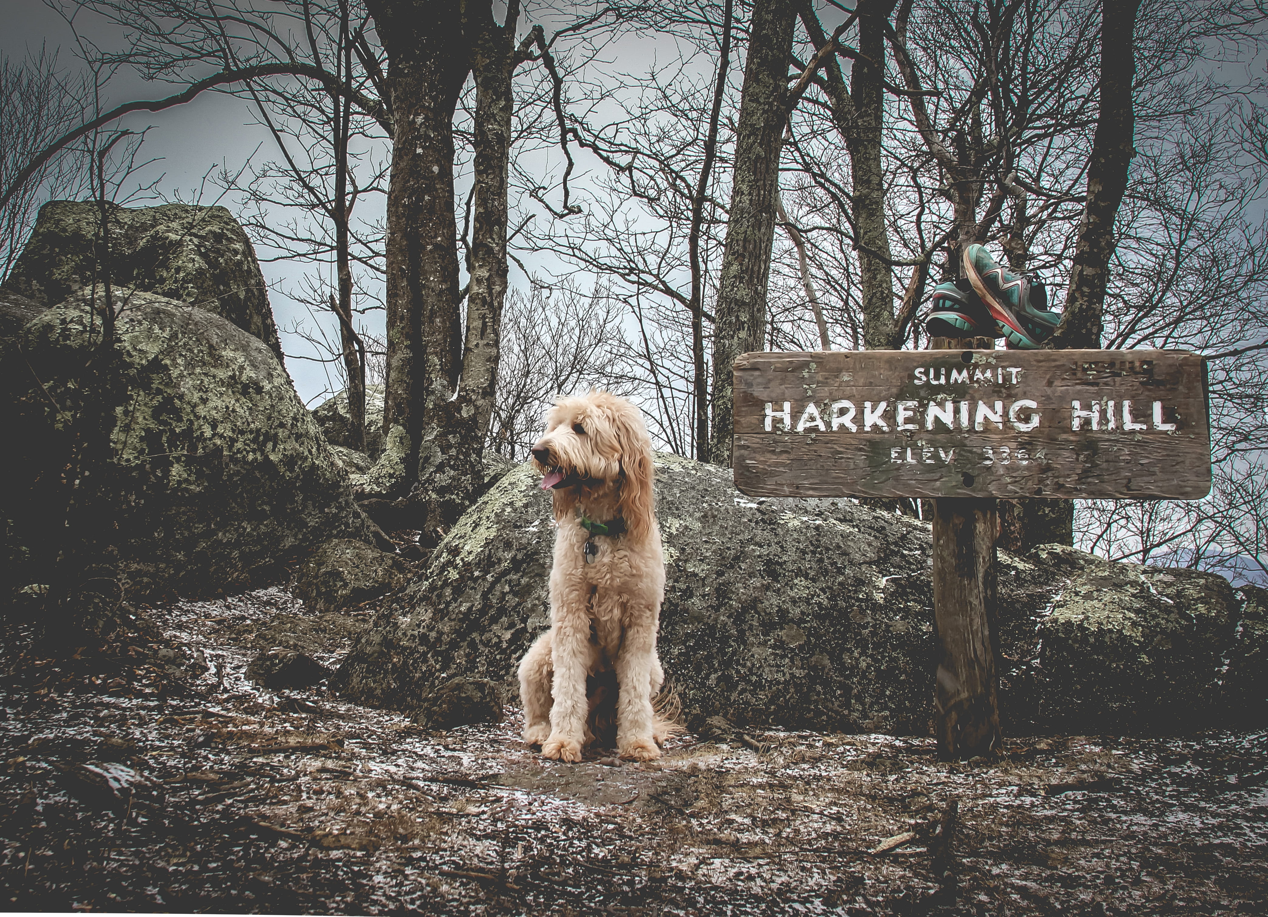 appalachian, snow, plant, hike, dog, harkening hill, run, trees, communication, animal themes, one animal, appalachian trail, tree, outdoors, canine, mountain climbing, HD Wallpaper