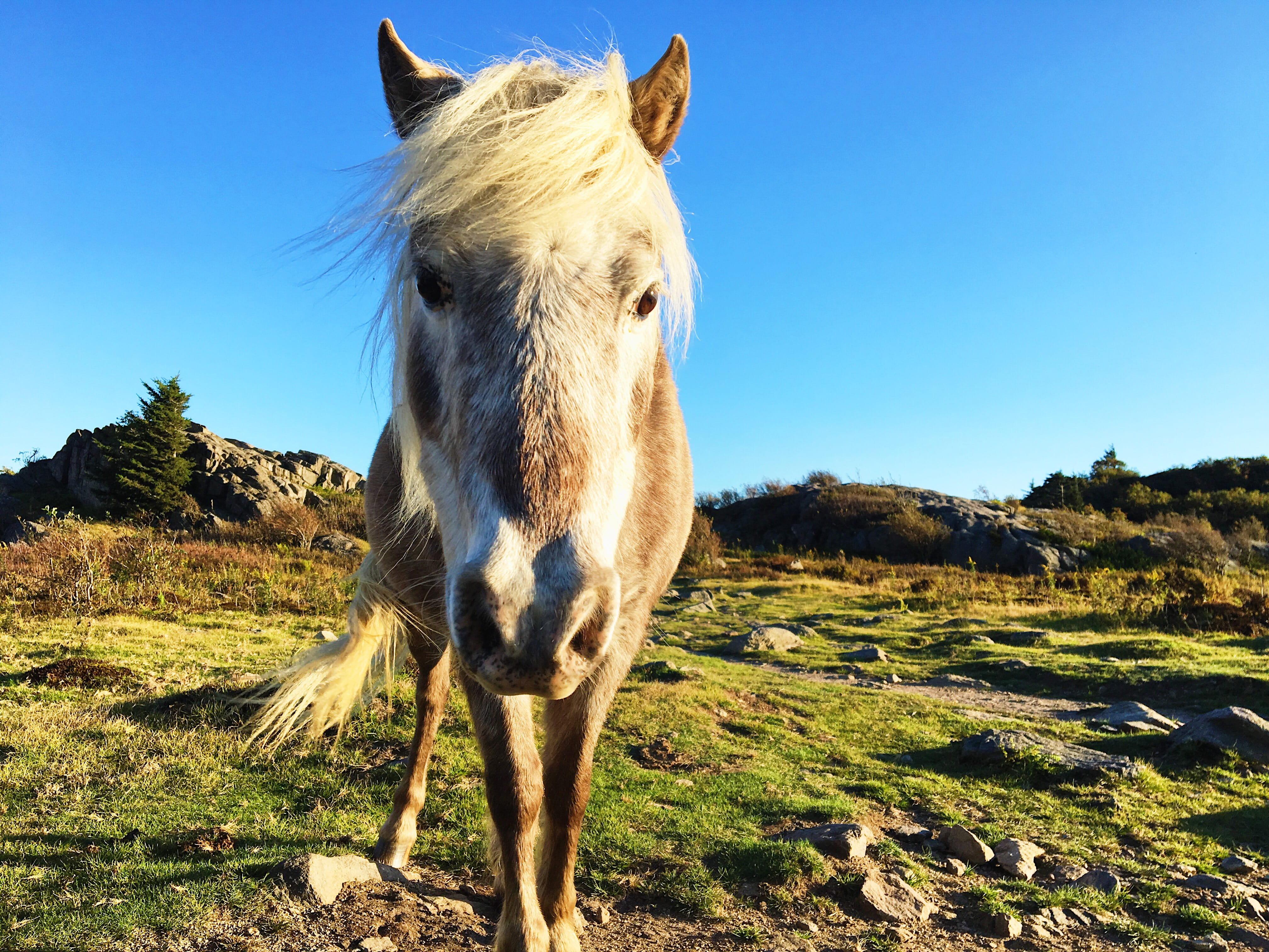 wilderness, animal themes, animal wildlife, wild pony, animal head, domestic animals, herbivorous, plant, no people, ground, sky, outdoors, rock, 4K, horse, HD Wallpaper