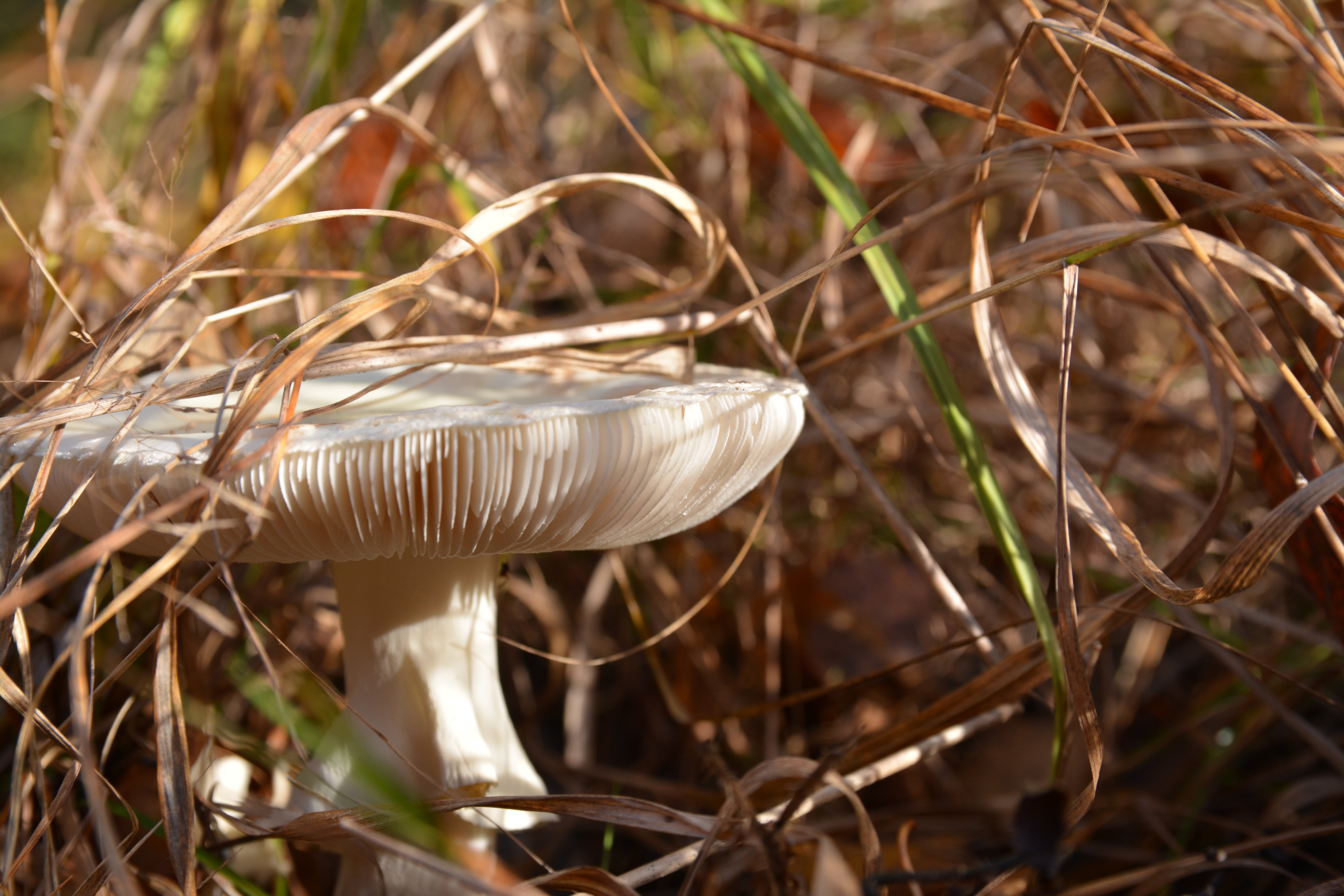 vegetable, focus on foreground, selective focus, mushroom, growth, nature, branches, forest, autumn, day, an understory, outdoors, food and drink, beauty in nature, HD Wallpaper