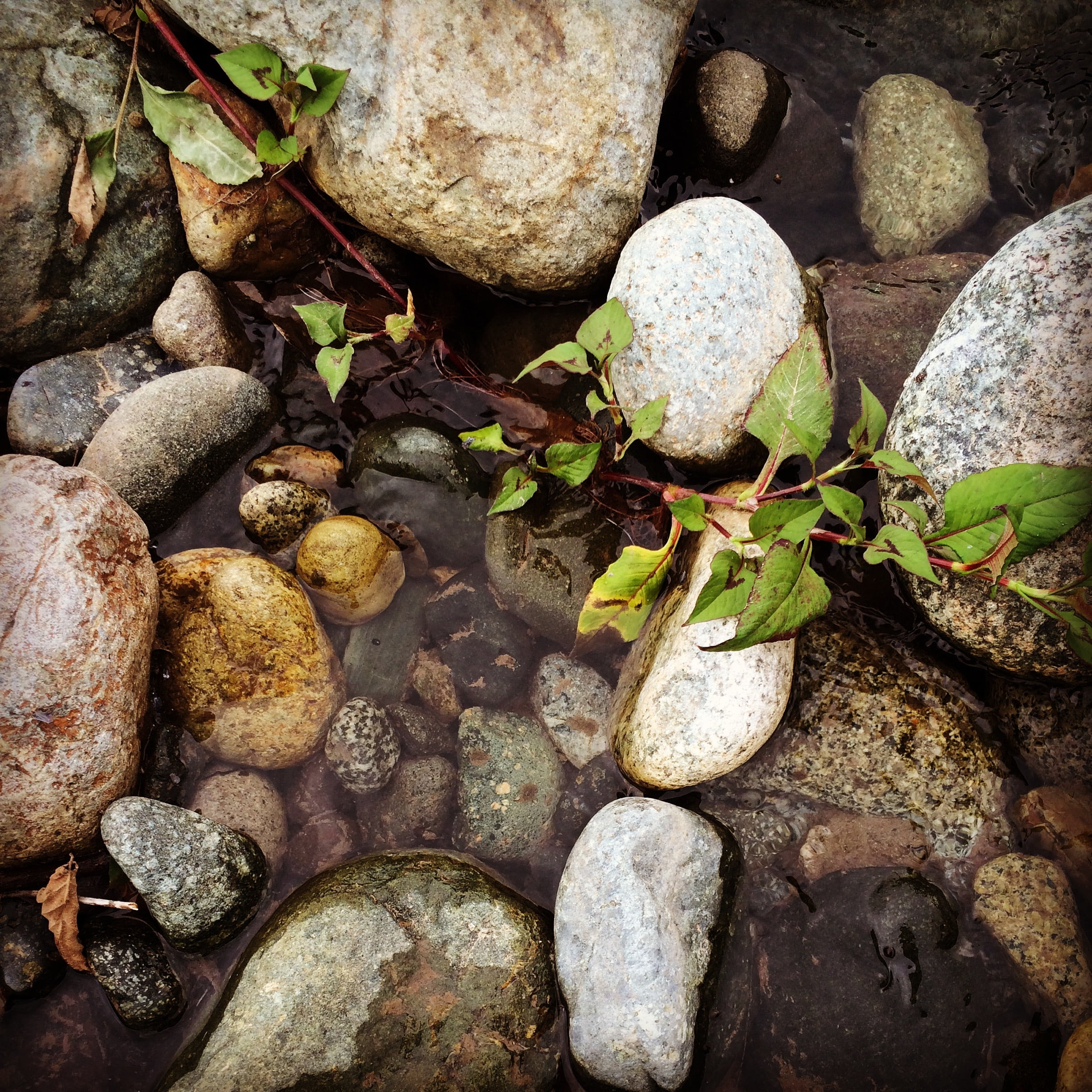 leaf, storm creek, outdoors, no people, water, beautiful, pebble, nature, moss, plant part, 1080P, high angle view, background, solid, growth, landscape, Phone HD Wallpaper