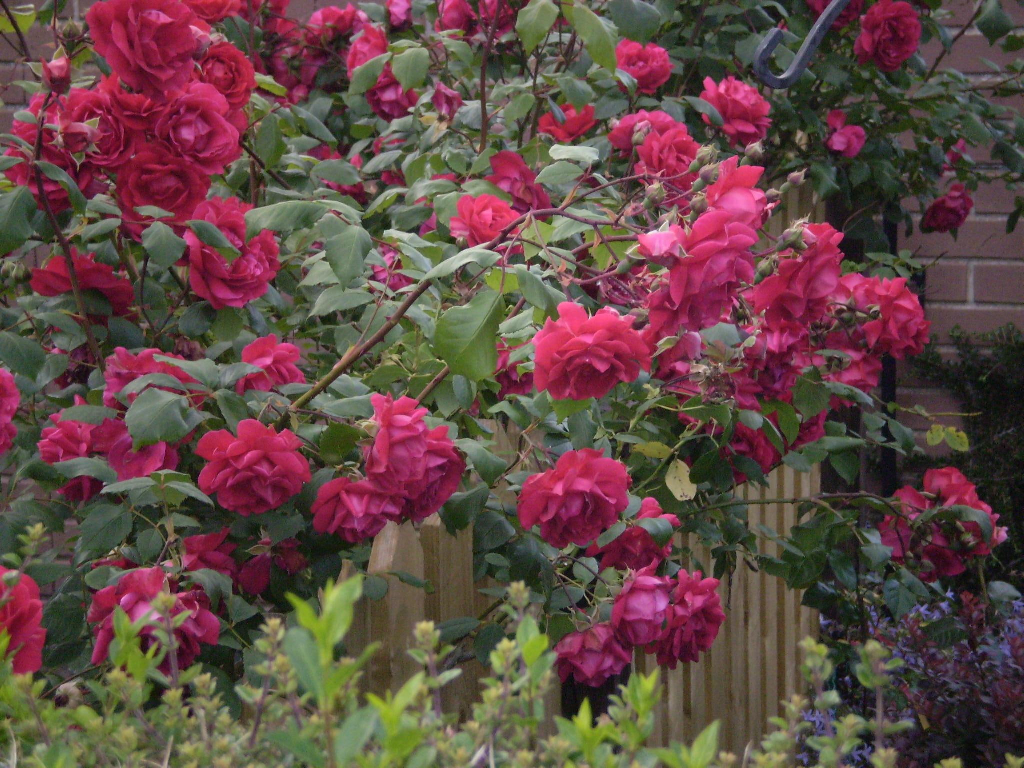 red, cascade, 1080P, breath-taking, nature and landscapes, stop and stare, roses, HD Wallpaper