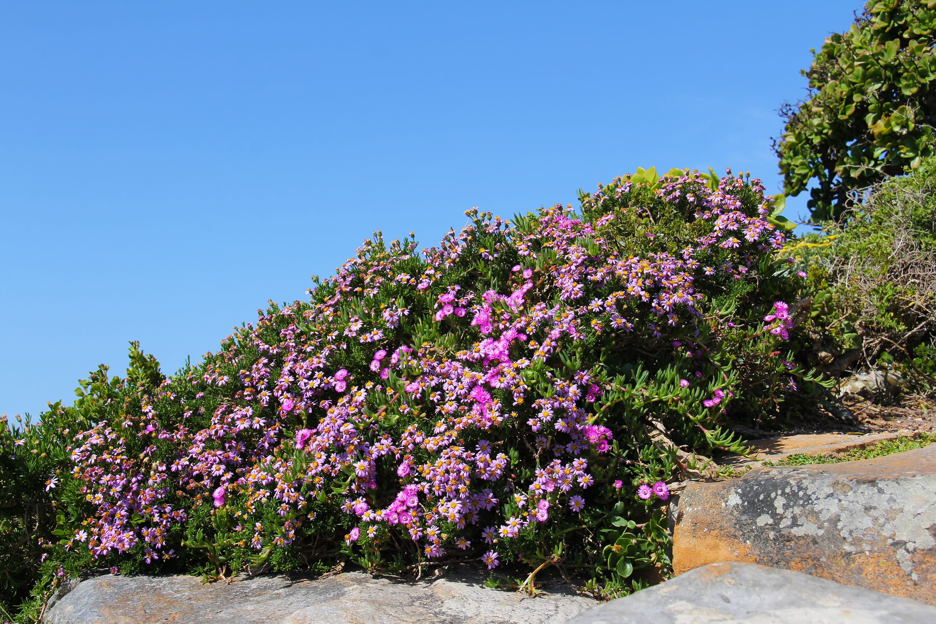 flower, day, breath-taking, cape of good hope, plant, cape town, africa, beauty in nature, purple, blue, amazing, cape, vulnerability, south africa, nature, HD Wallpaper