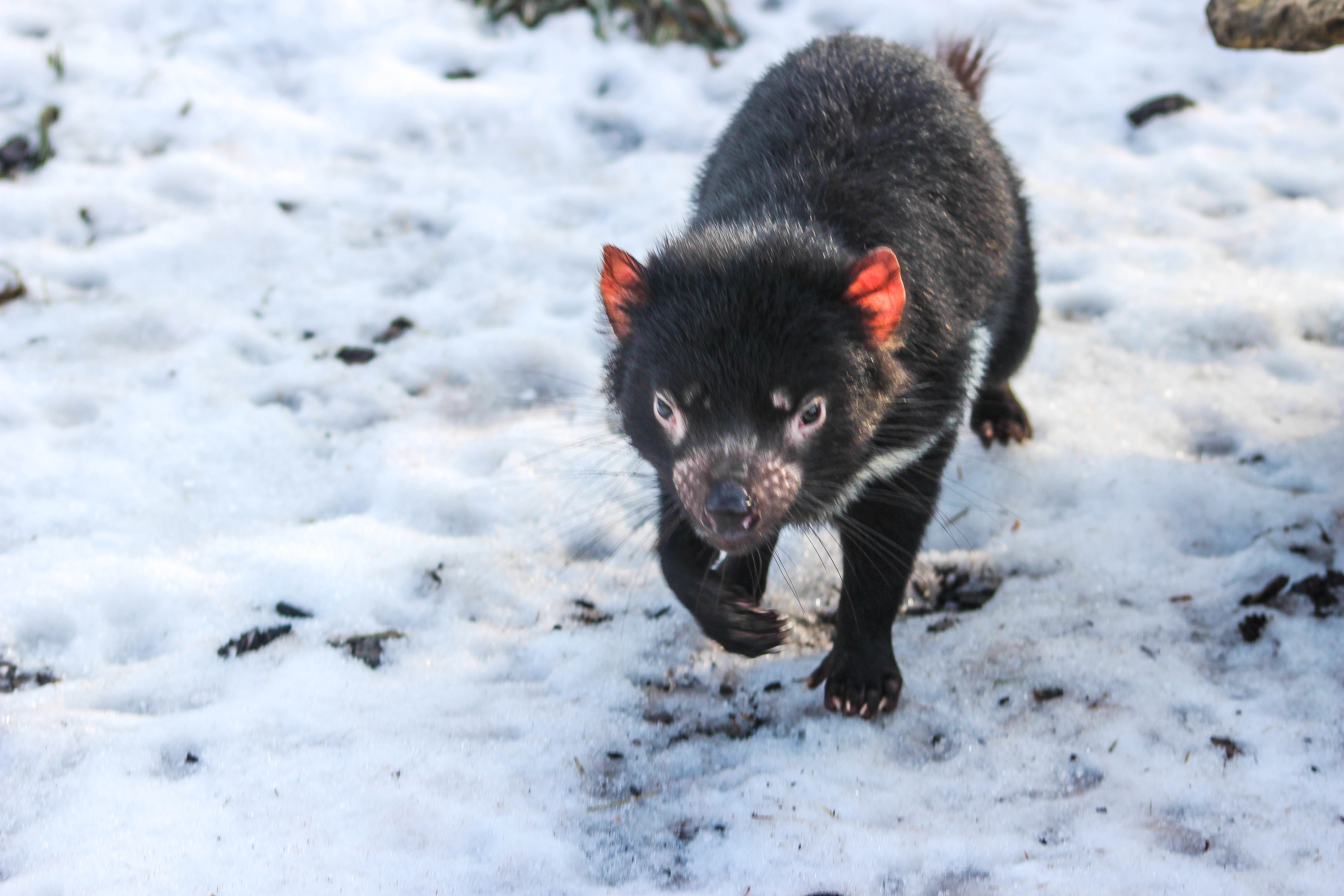 black, cute, Copenhagen Zoo, walking on, dog, outdoors, Danmark  Denmark, walking, Köpenhamn, nature, pets, tasmanian, snowfield, mammal, animal, devil, HD Wallpaper