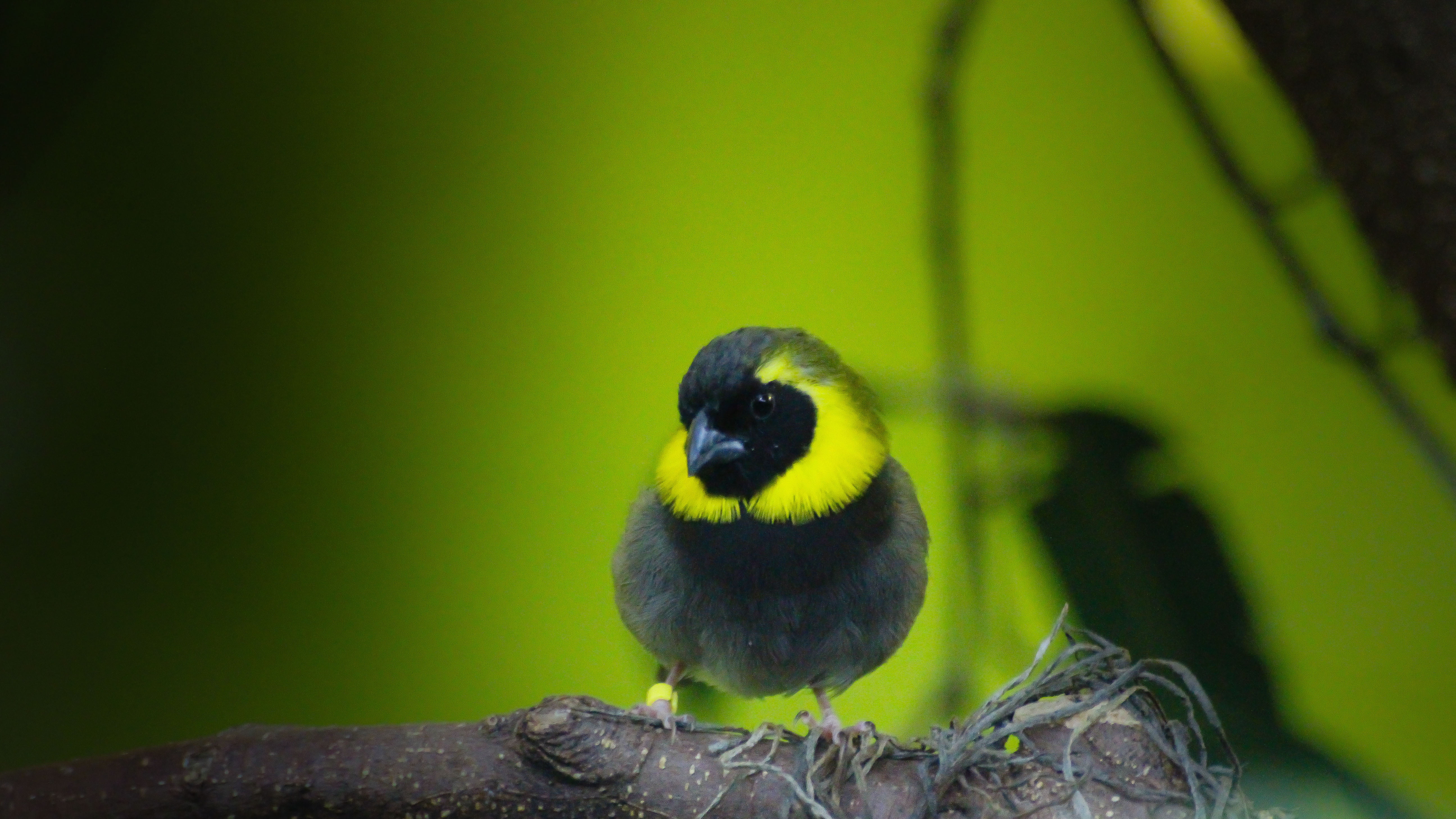 fågel, branch, black and yellow, Explore, Köpenhamn, Copenhagen Zoo, black, Tropical, outdoors, yellow bird, 5K, nature, Danmark  Denmark, close up, animal, HD Wallpaper