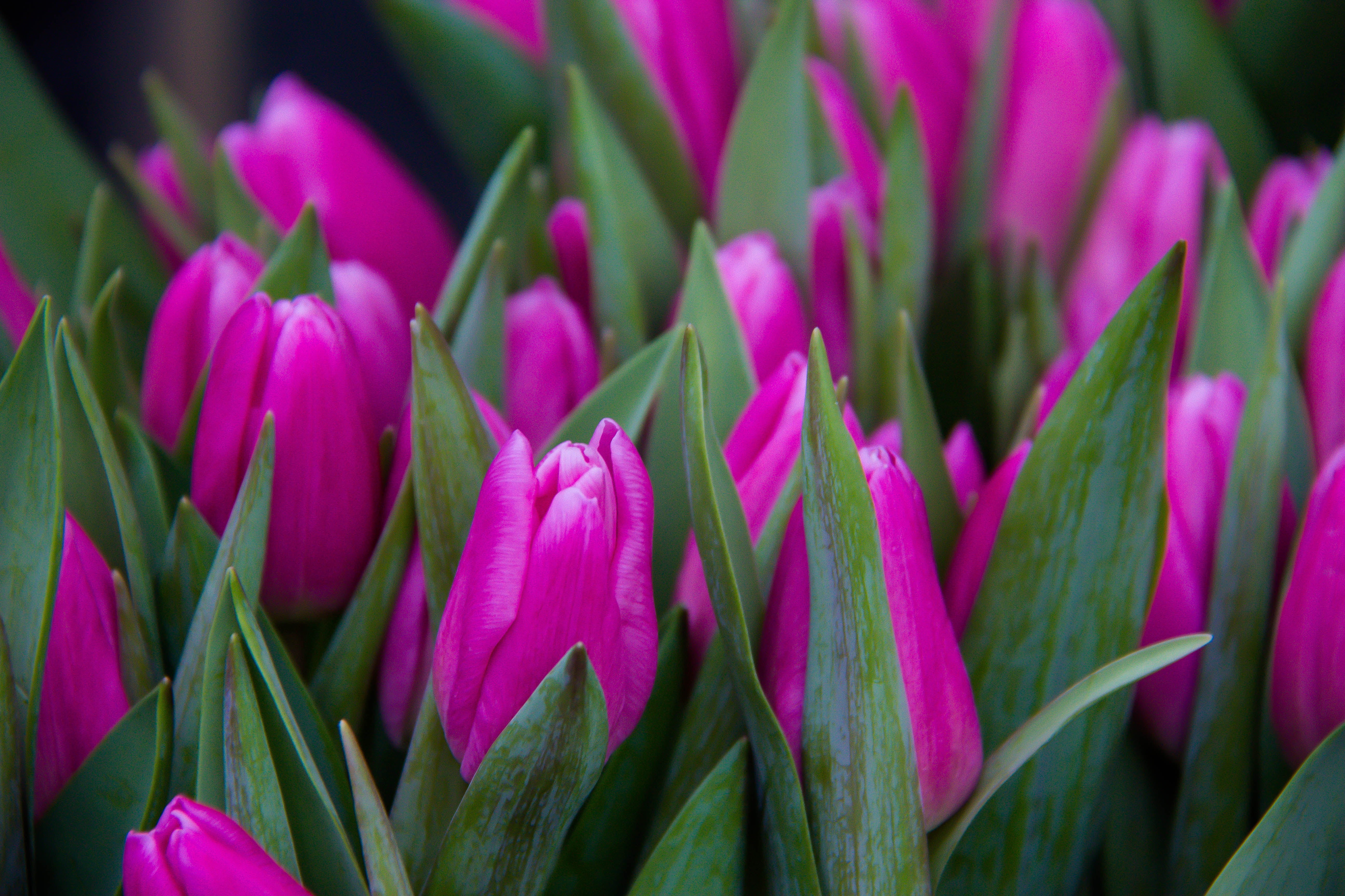 cerise, springtime, close-up, Flower, freshness, close, photo, Danmark  Denmark, Copenhagen, pink Color, flower Head, pink, Tulips, 5K, plant, Köpenhamn, HD Wallpaper