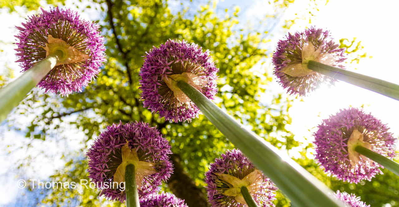 photos, purple, low, scandinavia, for  sale, colors, Kaupmannahöfn, pink, flower, Onions, low-angle, price, summer, photography, Thomas, Alliums, tulips, HD Wallpaper