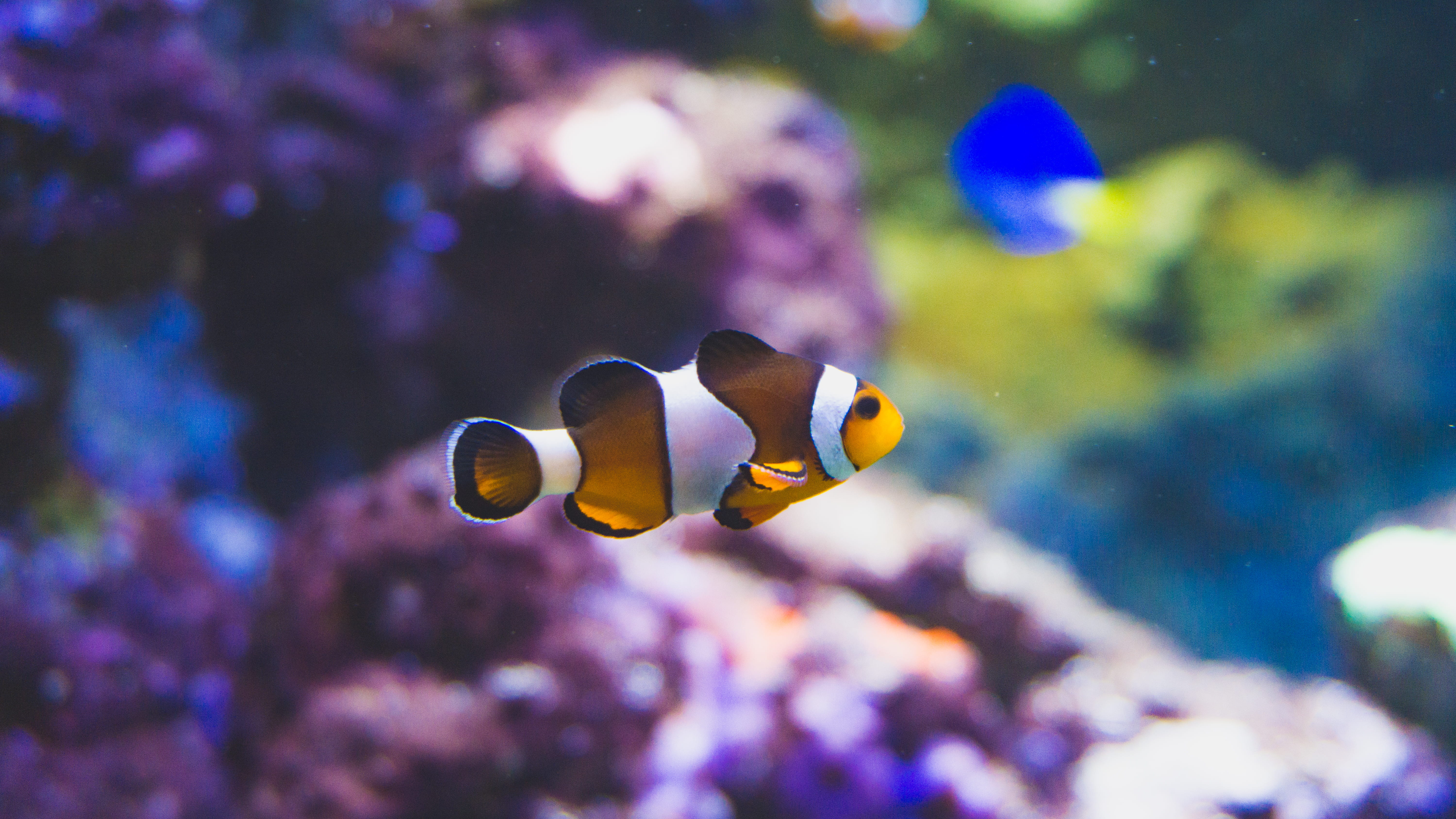 animals in the wild, undersea, ocean, clown, sea life, 5K, sea, tropical fish, nature, colour, animal, purple, swimming, animal themes, water, kopenhagen, HD Wallpaper