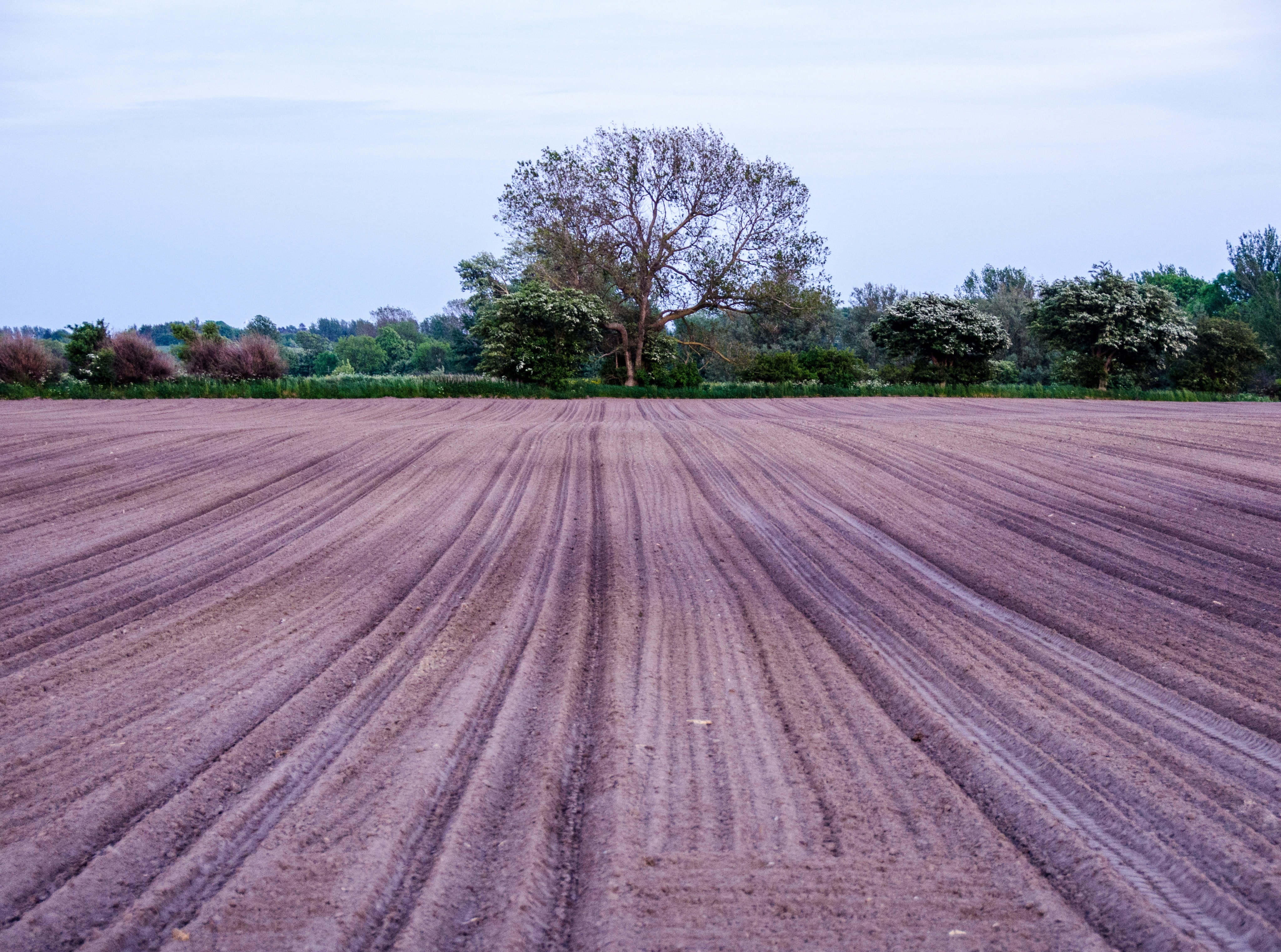 Denmark, plant, landscape, agerup, sky, Earth, arid climate, agriculture, Europe, Central, Field, midtjylland, cloud - sky, Farm, 4K, region, danmark, HD Wallpaper
