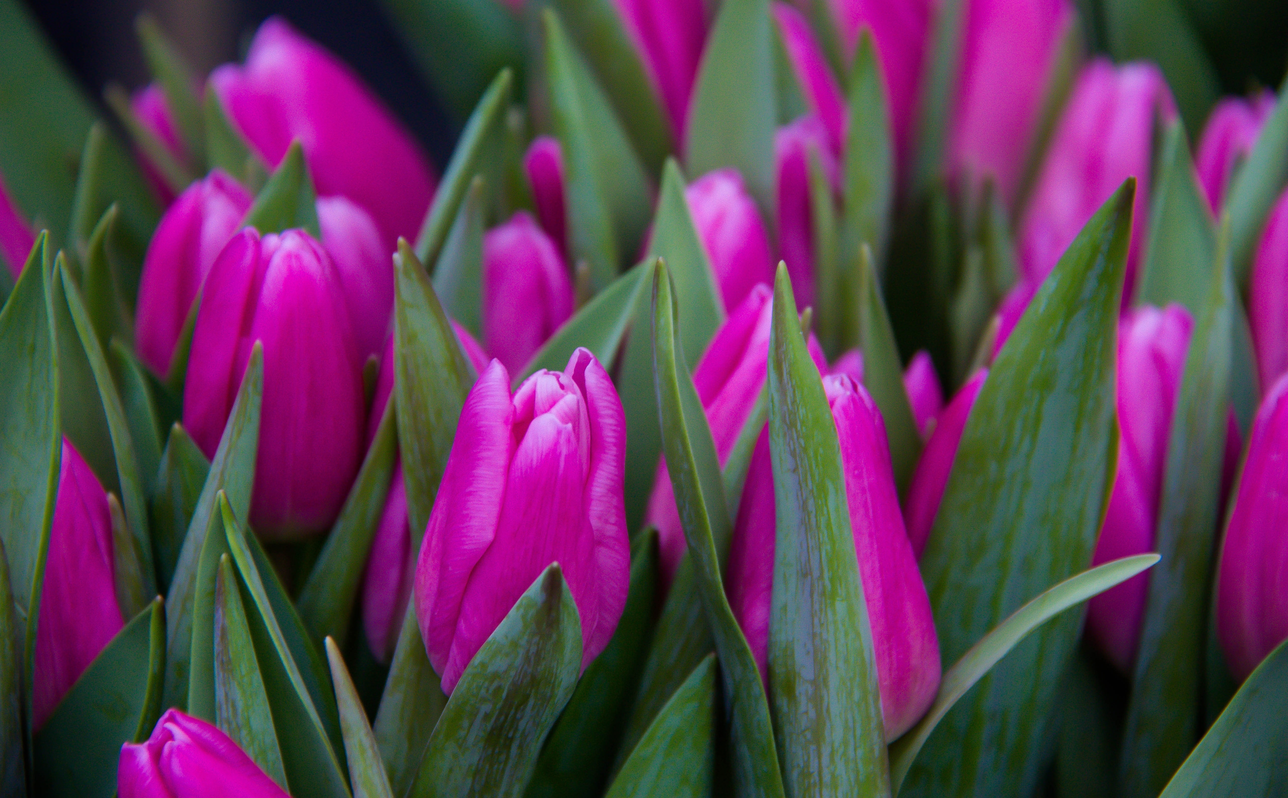 blomma, flower head, Pink, tiulpaner, copenhagen, flowering plant, Spring, day, inflorescence, leaf, plant, pink color, no people, fragility, purple, green color, HD Wallpaper