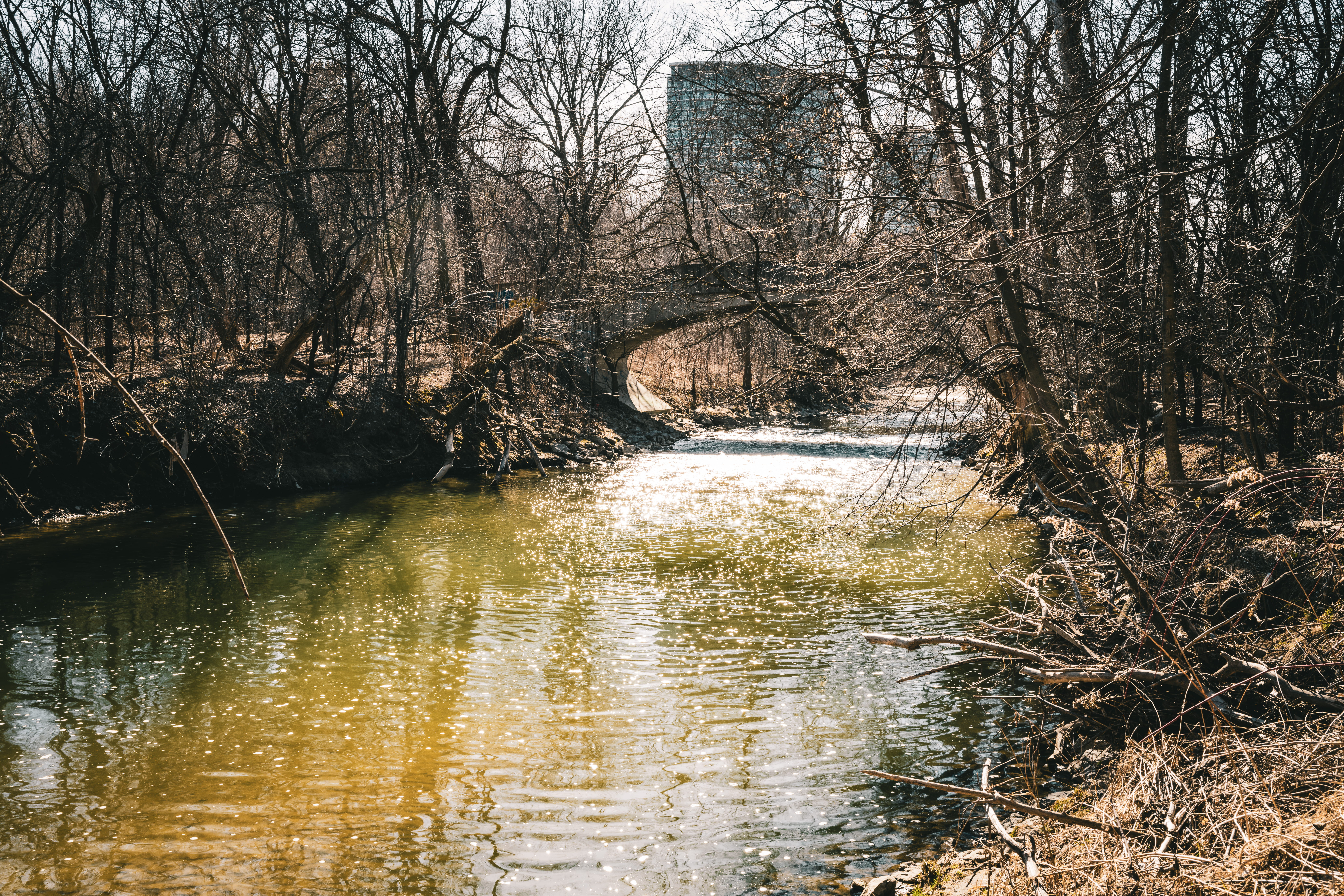 forest, canal, bird, castle, swamp, scenics - nature, waterfront, river, water, waterfowl, nature, 8K, non-urban scene, building, tranquility, stream, HD Wallpaper
