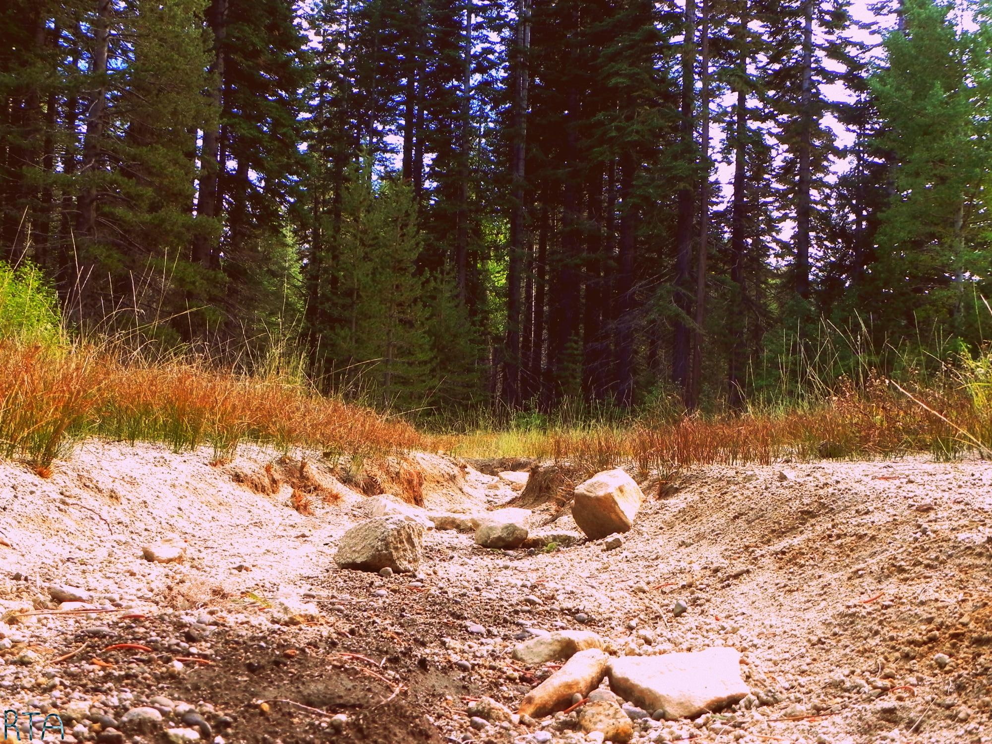 road, dirt, dried, 1080P, 3d and abstract, creek, trees, grass, brown, near, outside, forest, nature, HD Wallpaper