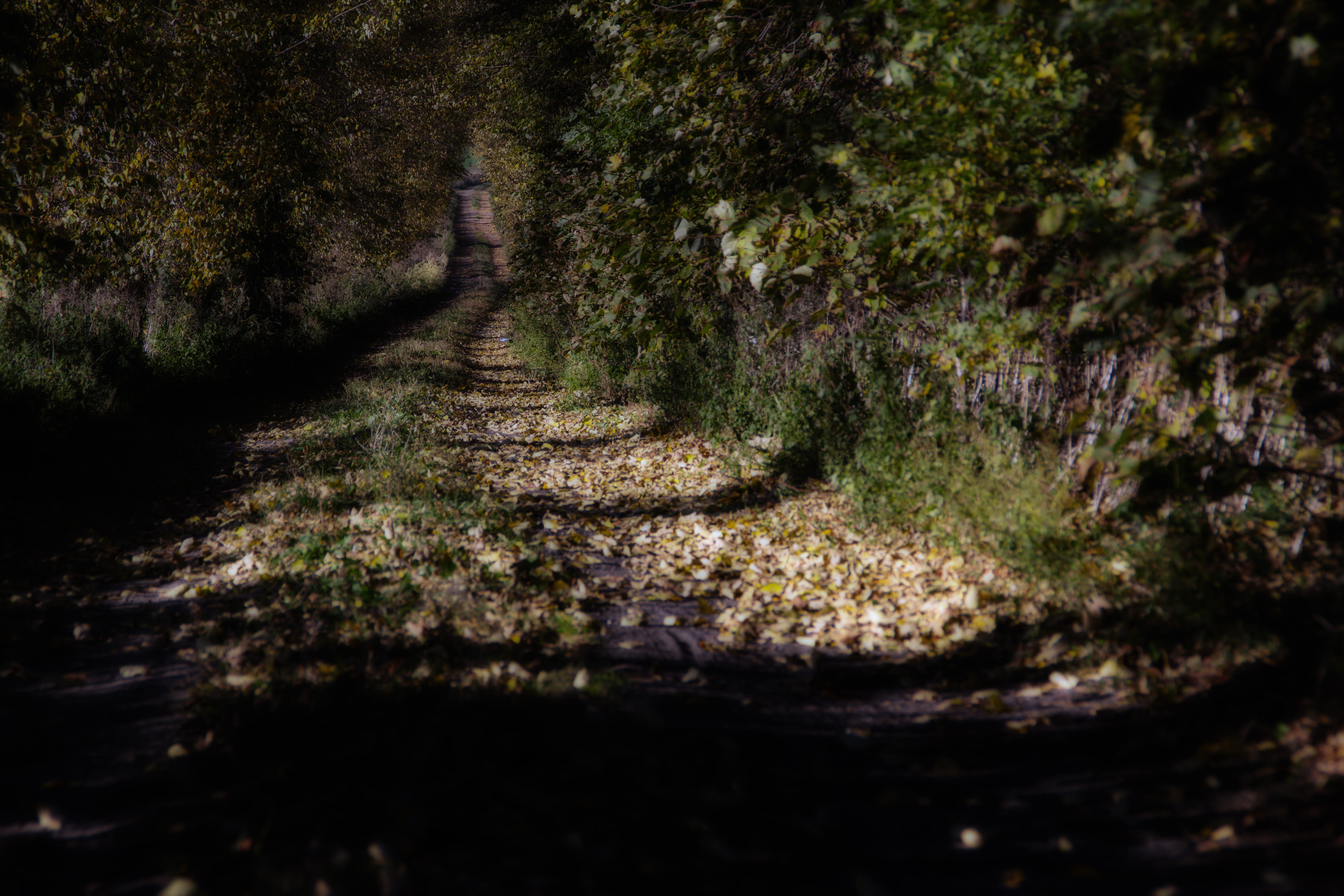 wielkopolski national park, tranquility, 5K, jungle, plant, tree, sunlight, dirt road, nature, shadow, gravel, tranquil scene, creek, outdoors, forest, HD Wallpaper
