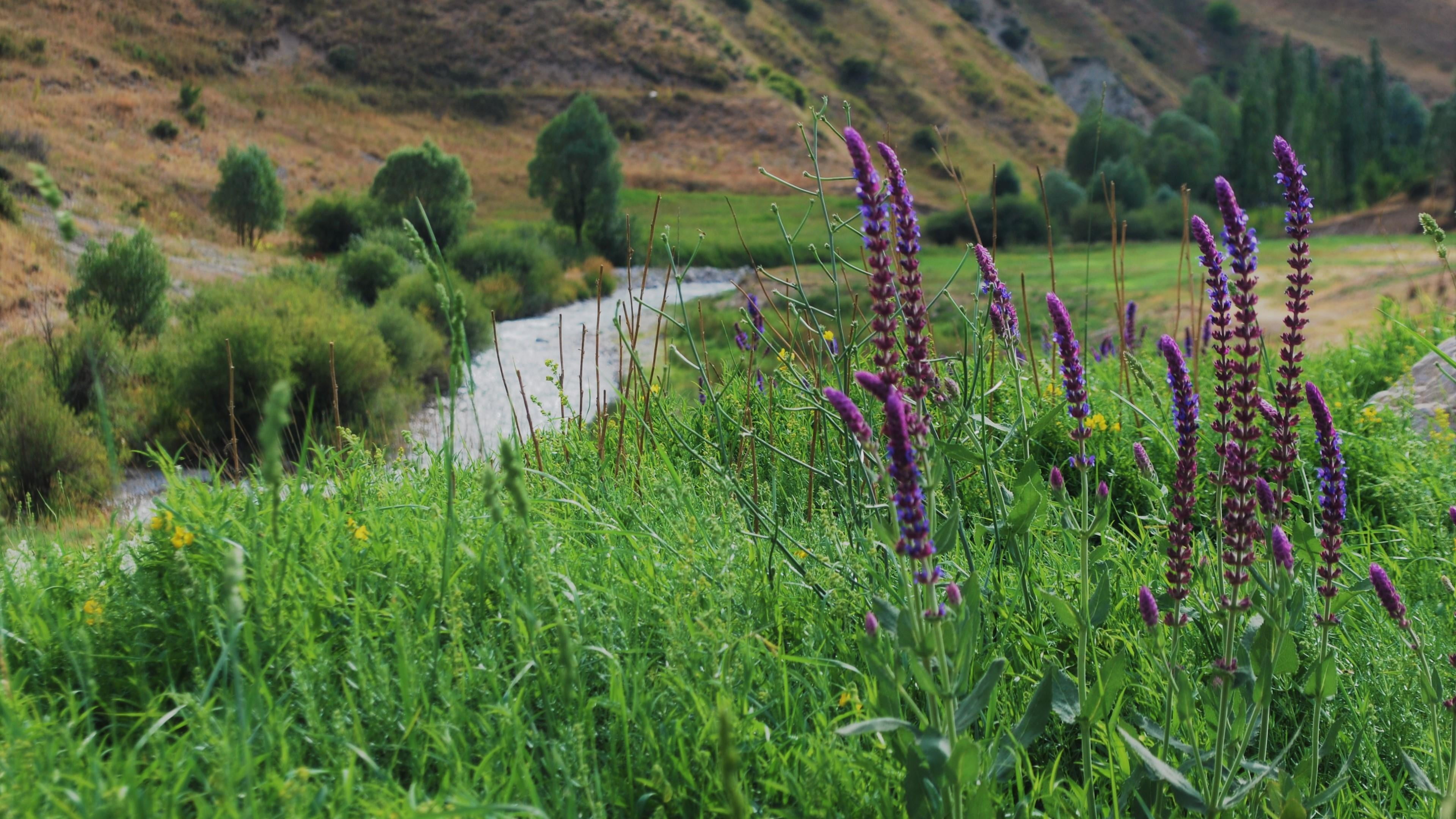 outdoors, tranquil scene, environment, focus on foreground, creek, grass, tranquility, no people, 4K, flora, flower, haraz road, plant, non-urban scene, HD Wallpaper