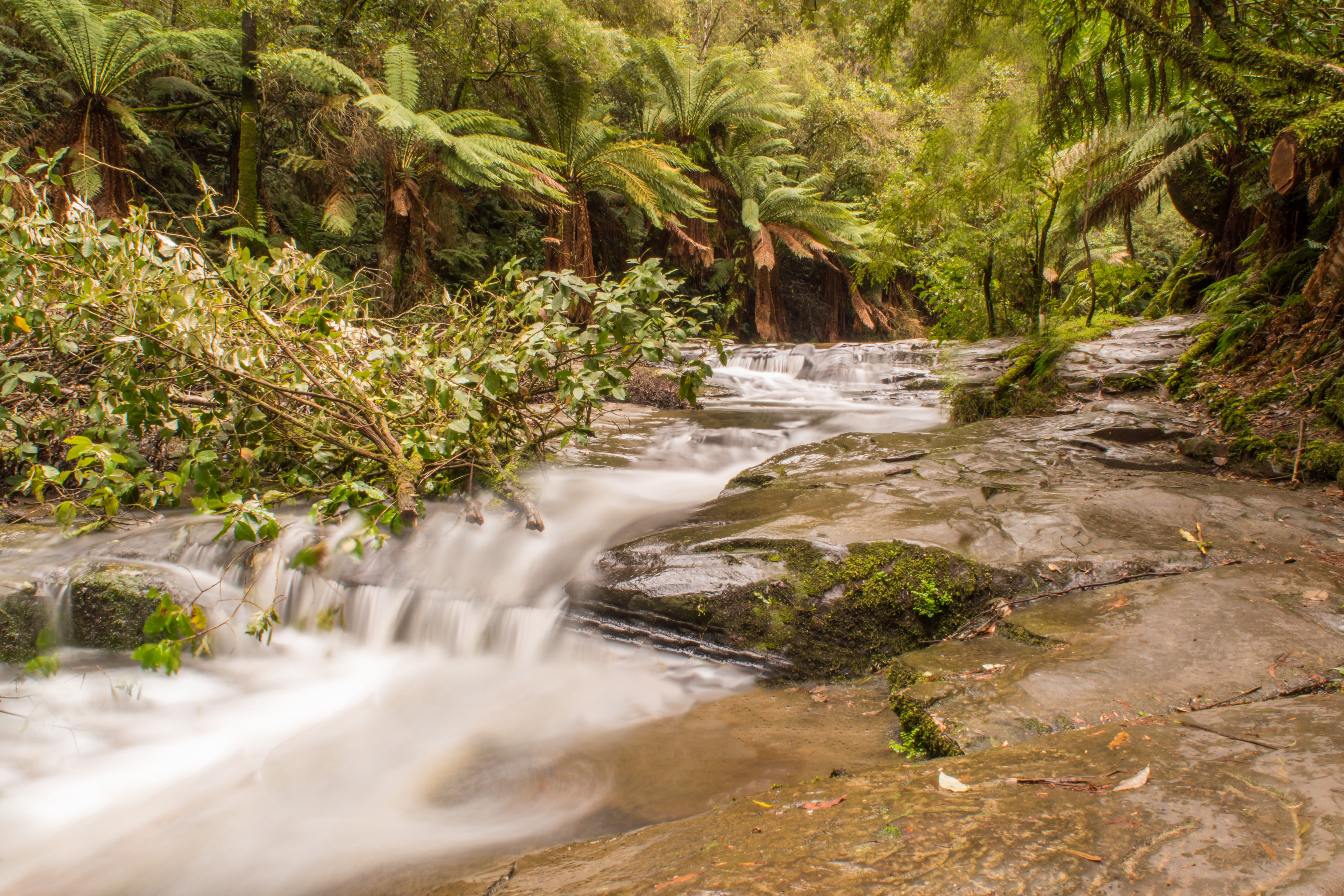 Melbourne, scenics, creek, forest, nature, Victoria, water, river, d5500, outdoors, Deep, stone, stream, long  exposure, rainforest, liquid, Nikon  nikkor, HD Wallpaper