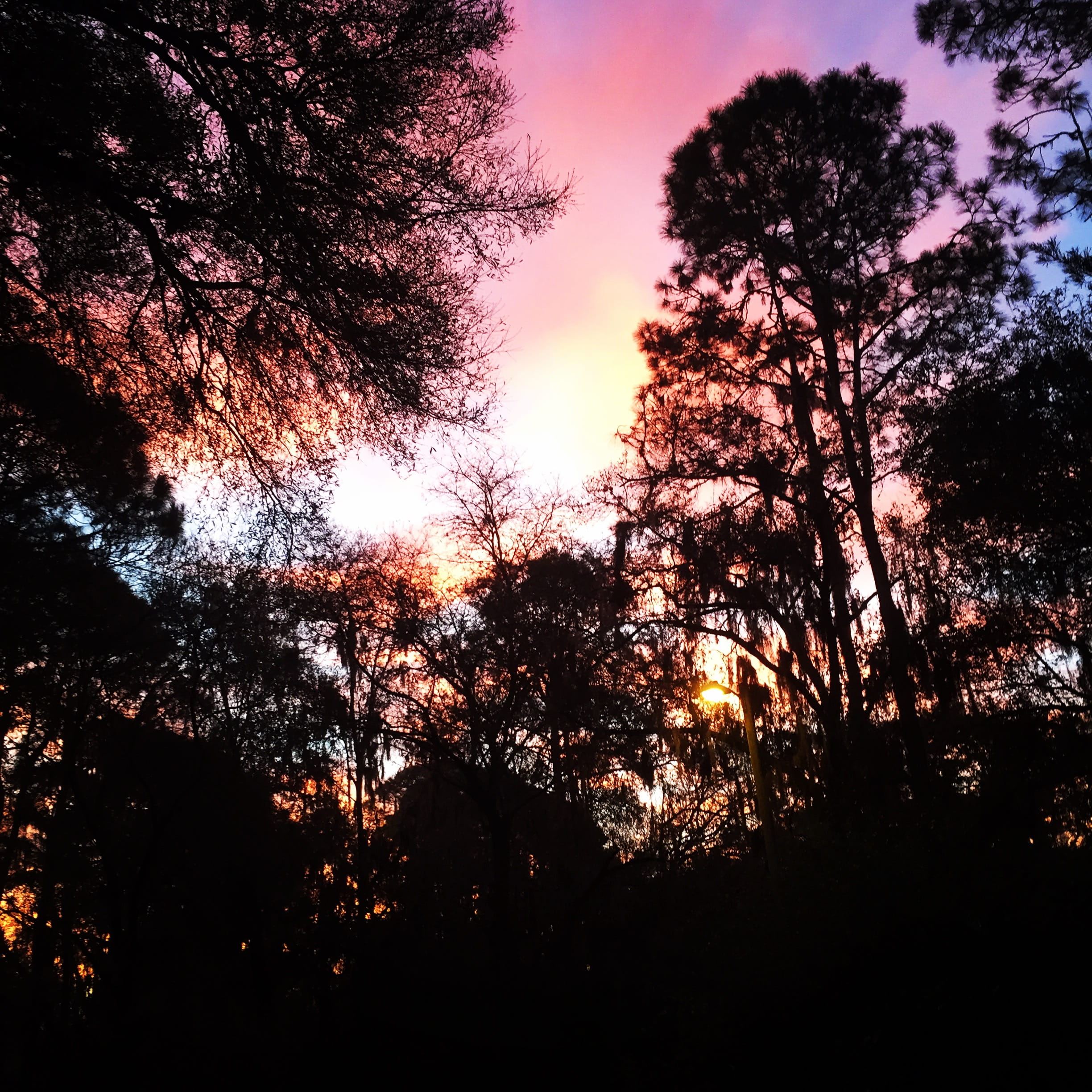 outdoors, turkey creek road, branch, united states, sky, no people, land, growth, plant, countryside, plant city, trees, sunlight, scenics - nature, tranquility, Phone HD Wallpaper
