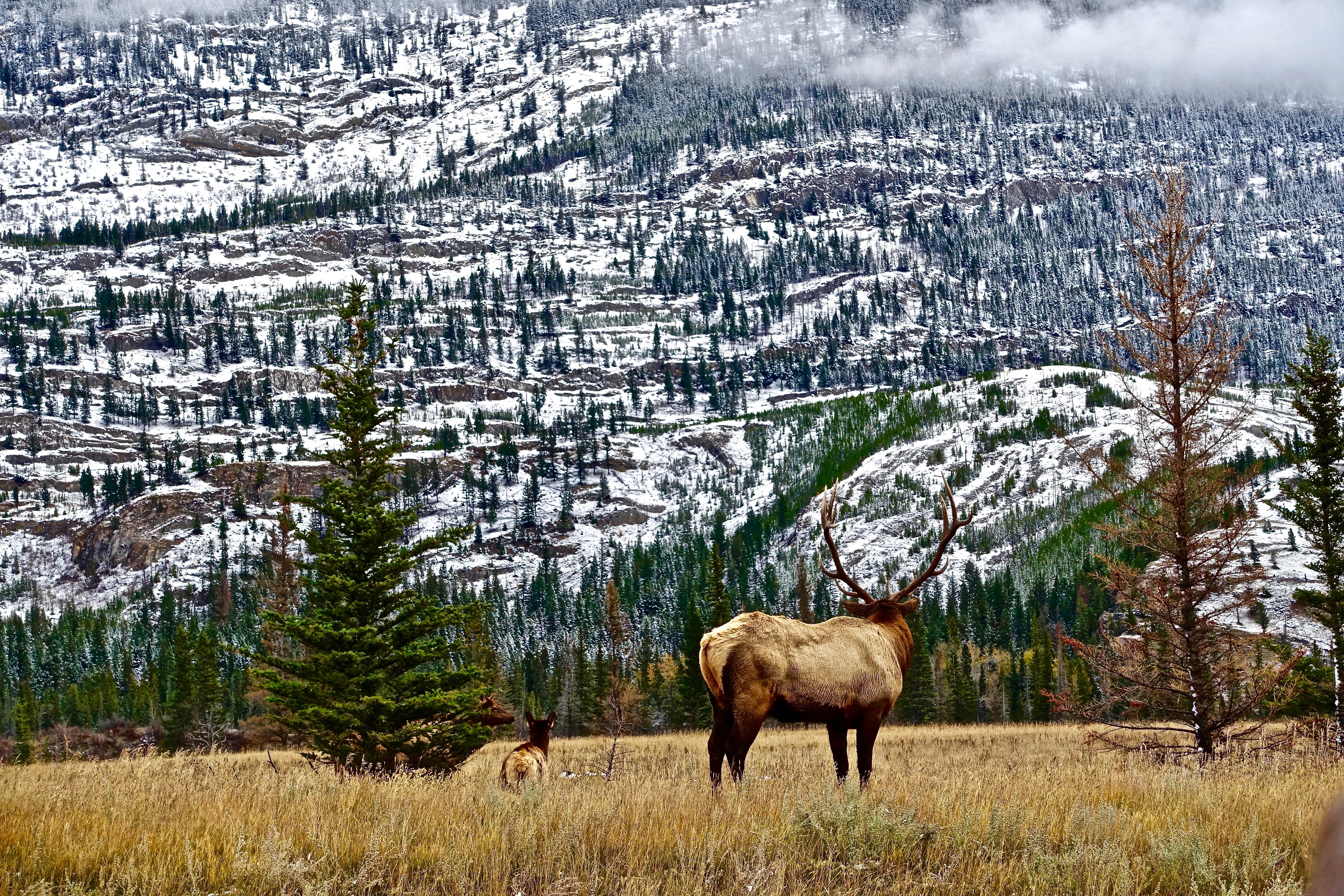 herbivorous, snowcapped mountain, animal, plant, wilderness, animal wildlife, landscape, no people, rockies, land, mountains, animals in the wild, mammal, HD Wallpaper
