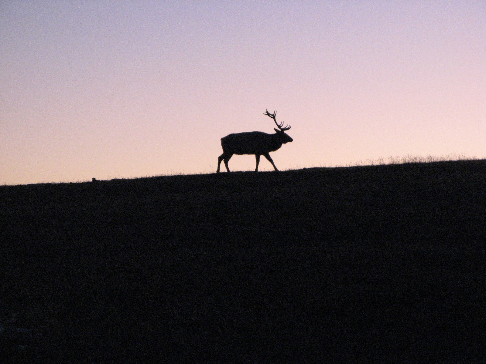 field, sky, species, copy space, wild, mammal, outdoors, zoology, mountain, silhouette, vertebrate, animal themes, sunset, nature, no people, wildlife, HD Wallpaper