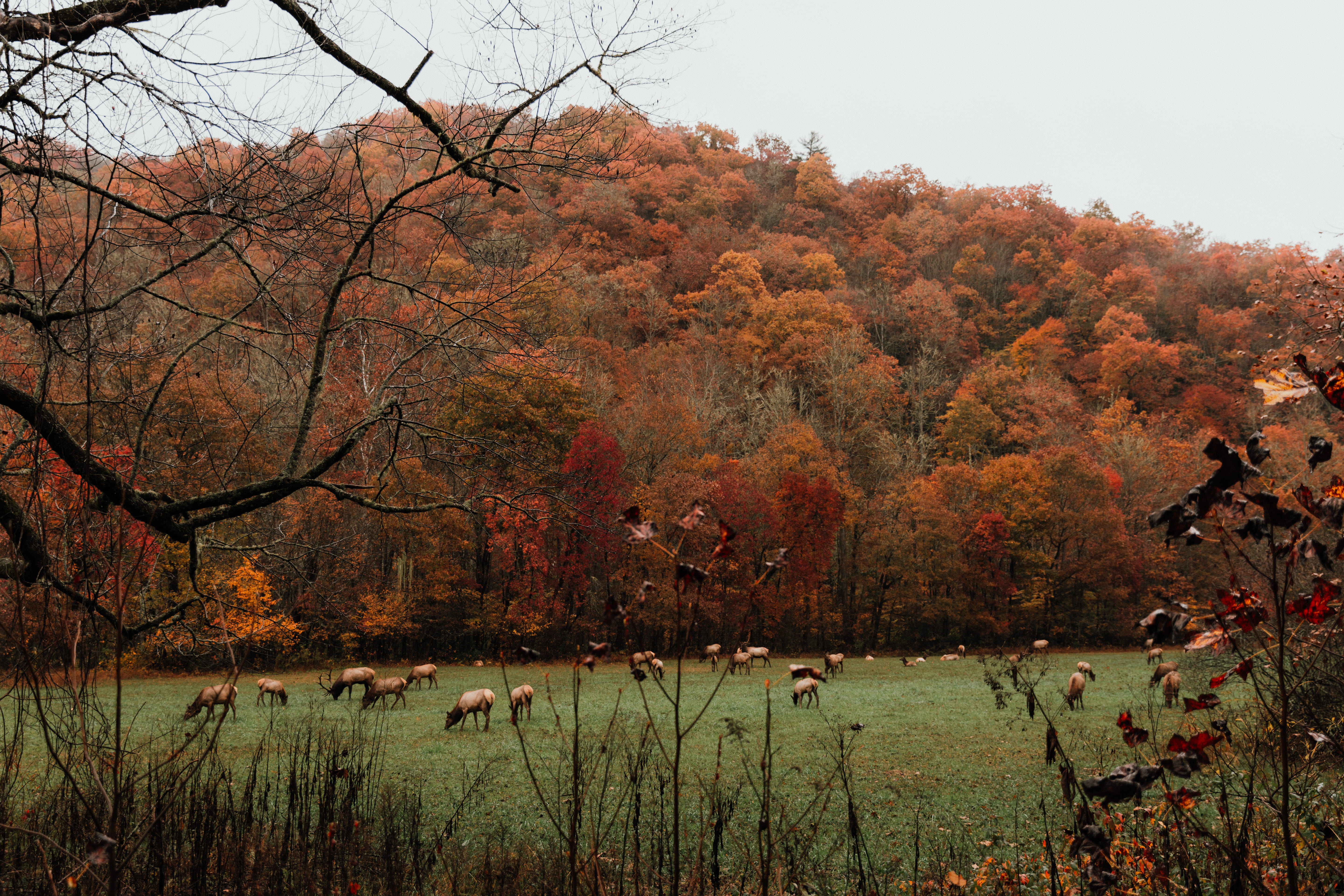 grass, non-urban scene, sky, scenics - nature, abies, smokey mountains, fir, smokies, leaves, maple, elk, land, change, autumn, growth, outdoors, tranquility, HD Wallpaper