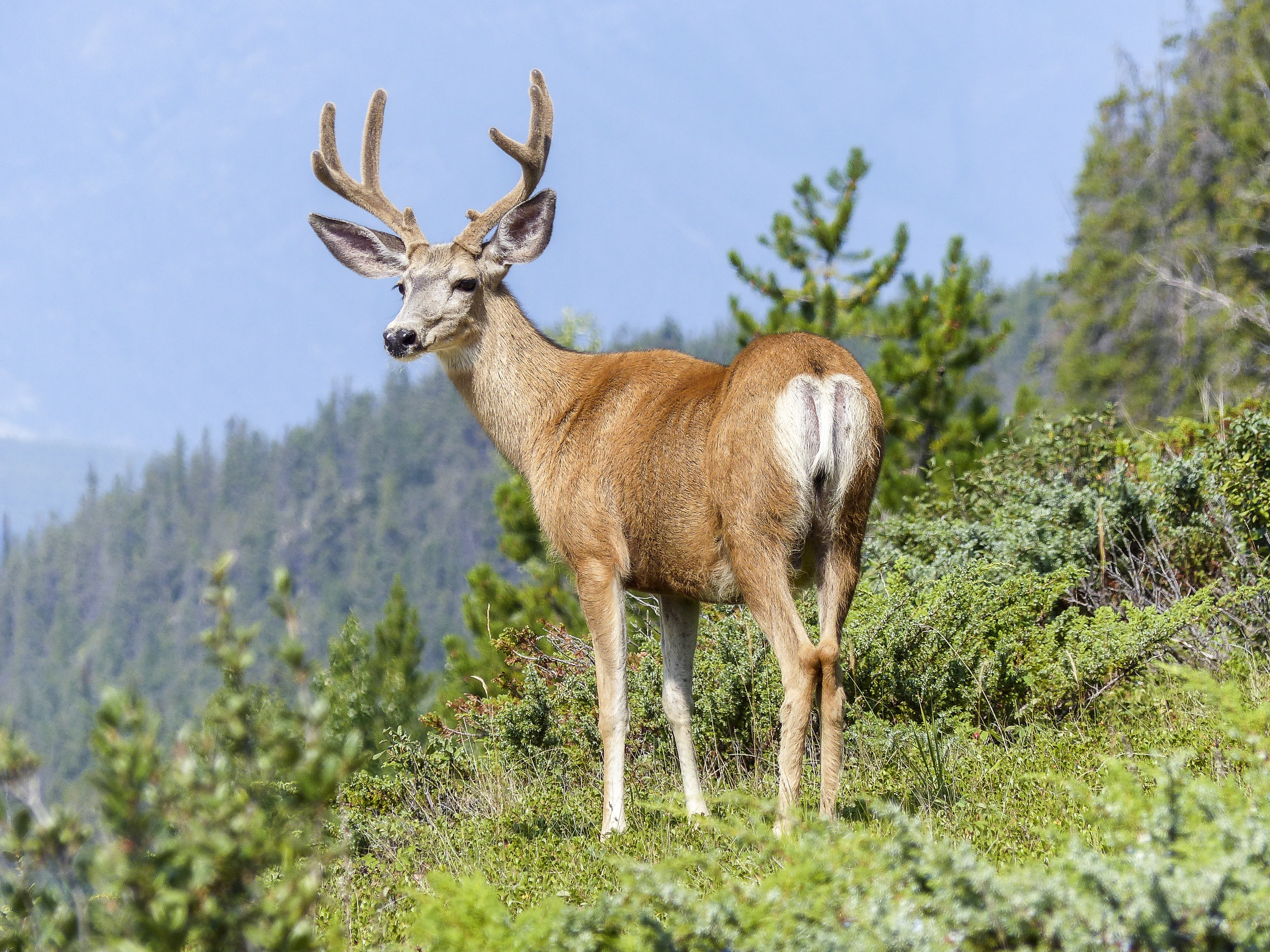land, beautiful, male, brown, field, deer, plant, elk, one animal, forest, animal, buck, standing, full length, outdoors, animal themes, green, wildlife, HD Wallpaper