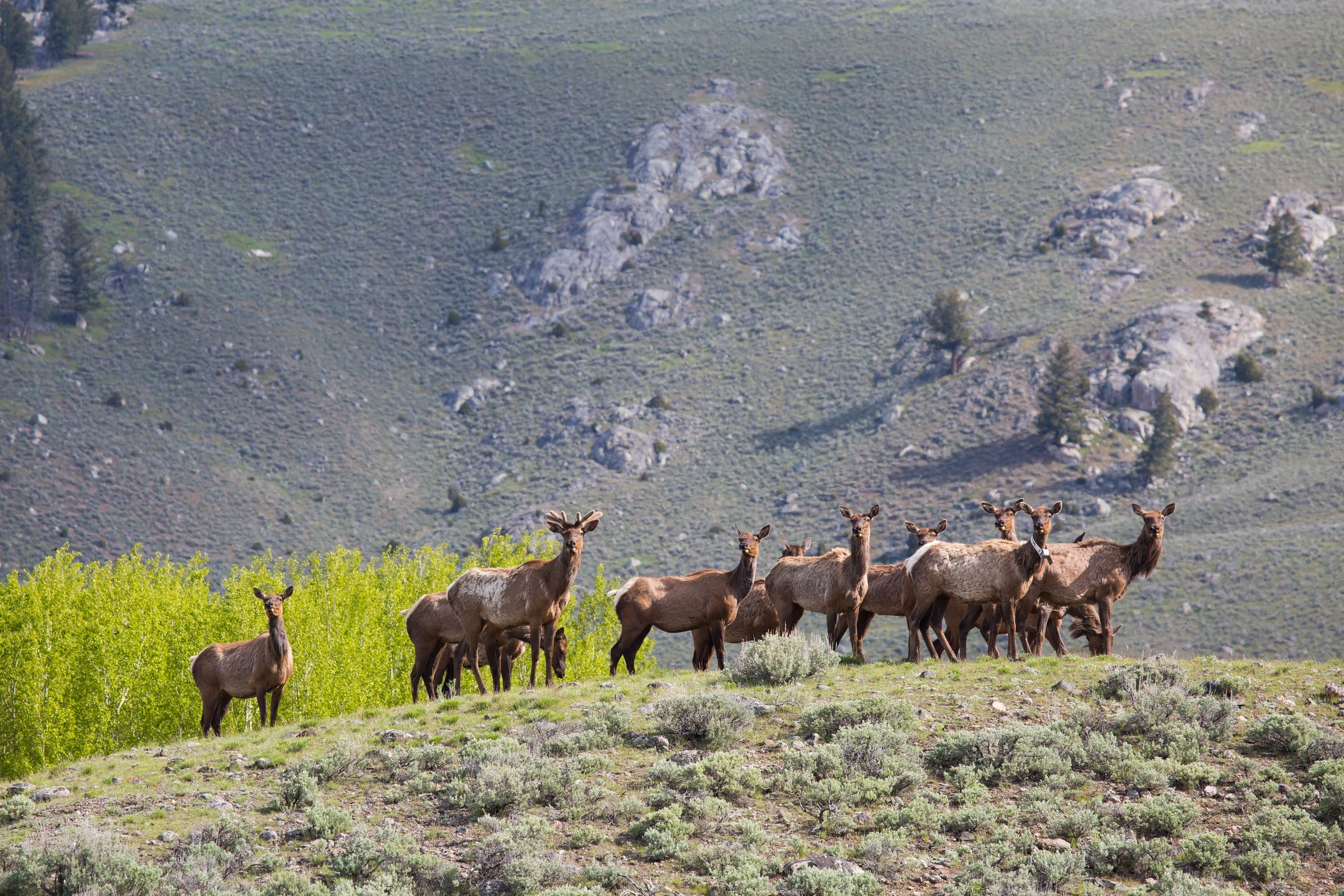mammal, animal, elk, land, animal themes, hill, animals in the wild, donkey, livestock, landscape, vertebrate, agriculture, group of animals, domestic, HD Wallpaper