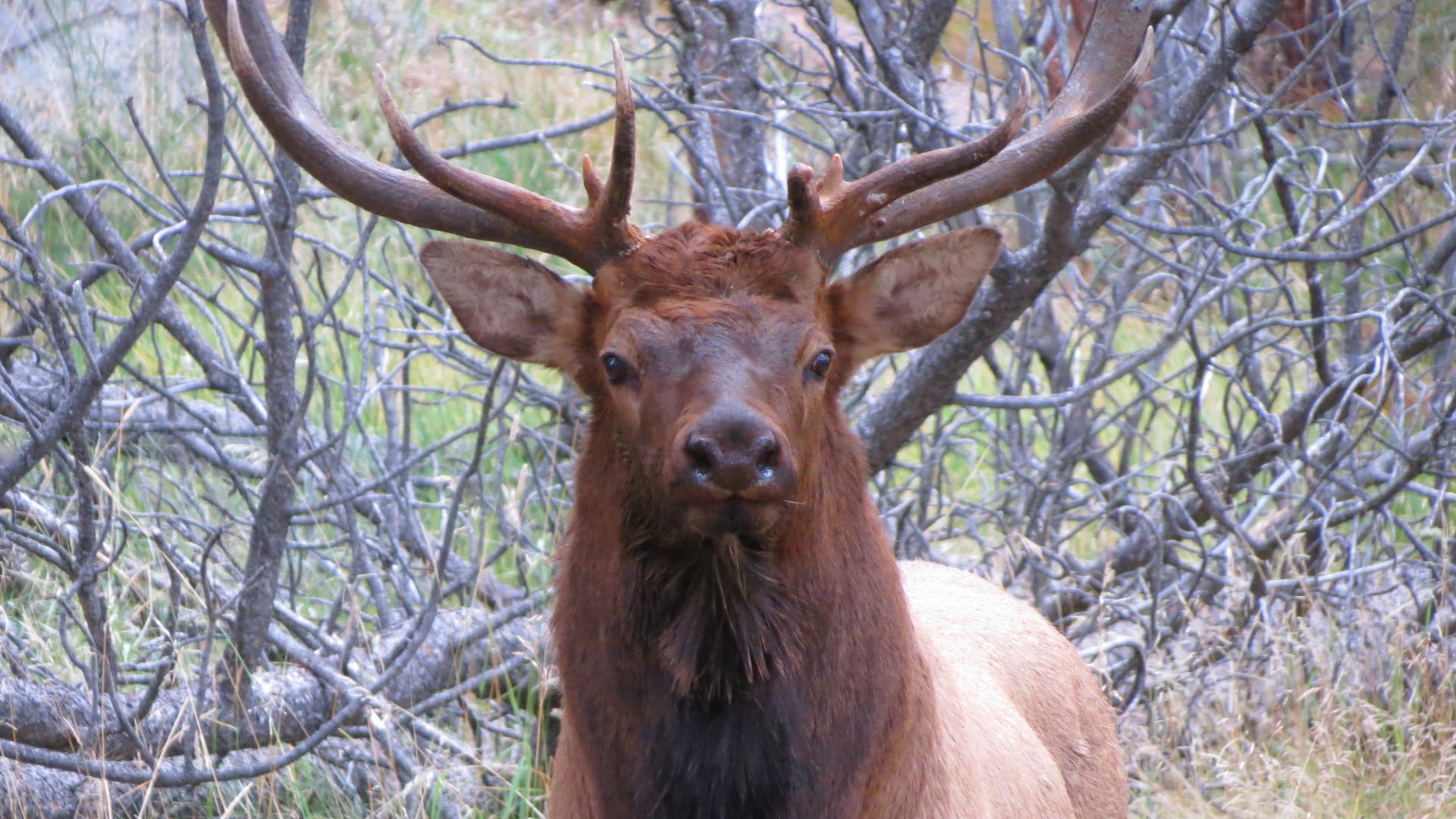 stag, one animal, land, forest, vertebrate, wildlife, animals And Pets, day, brown, Outdoor, branch, elk, looking at camera, bull, herbivorous, no people, HD Wallpaper