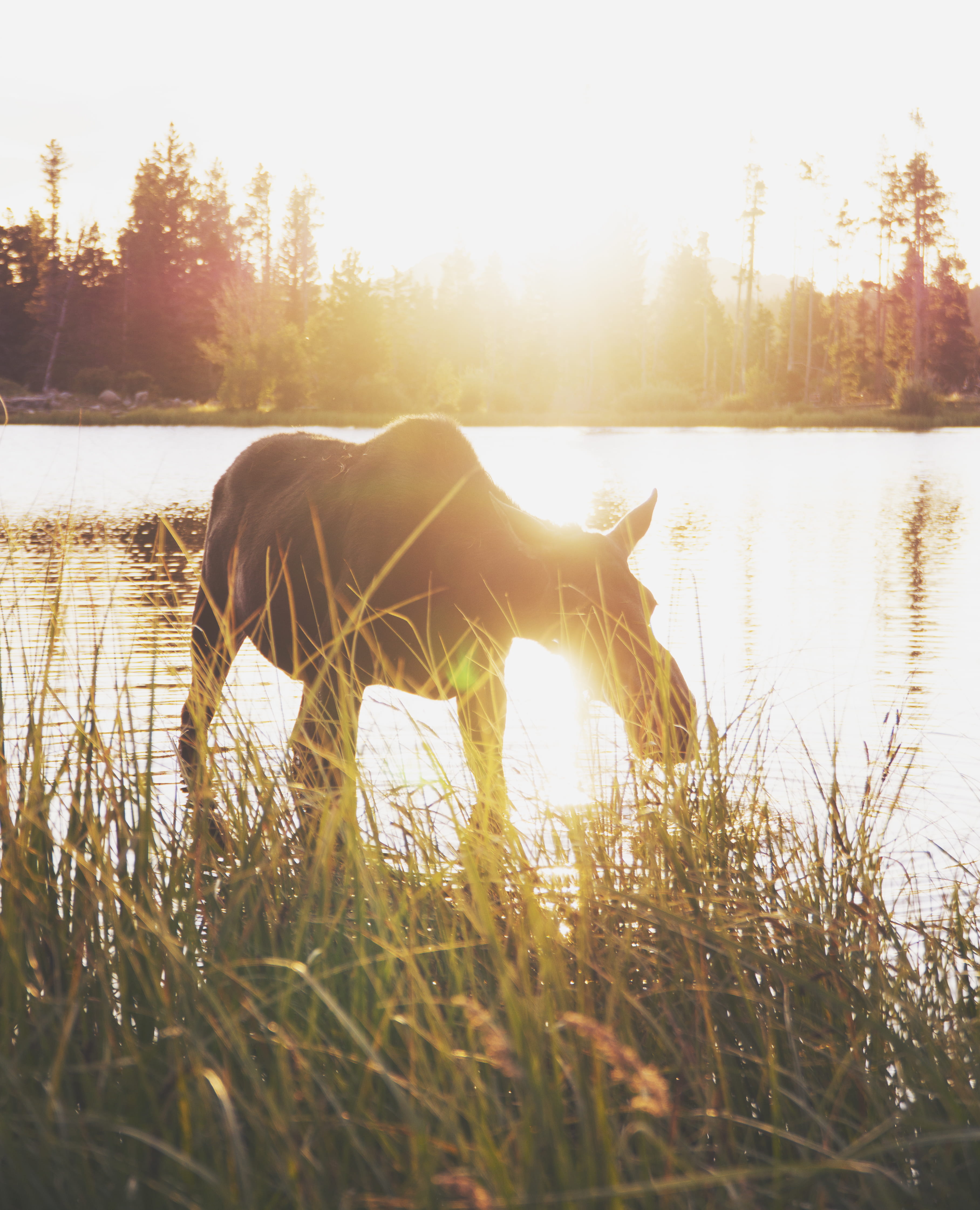water, grass, vertebrate, tree, outdoors, lake, land, mountains, mammal, elk, moose, female moose, rocky mountains, animal, one animal, animal themes, sky, Phone HD Wallpaper