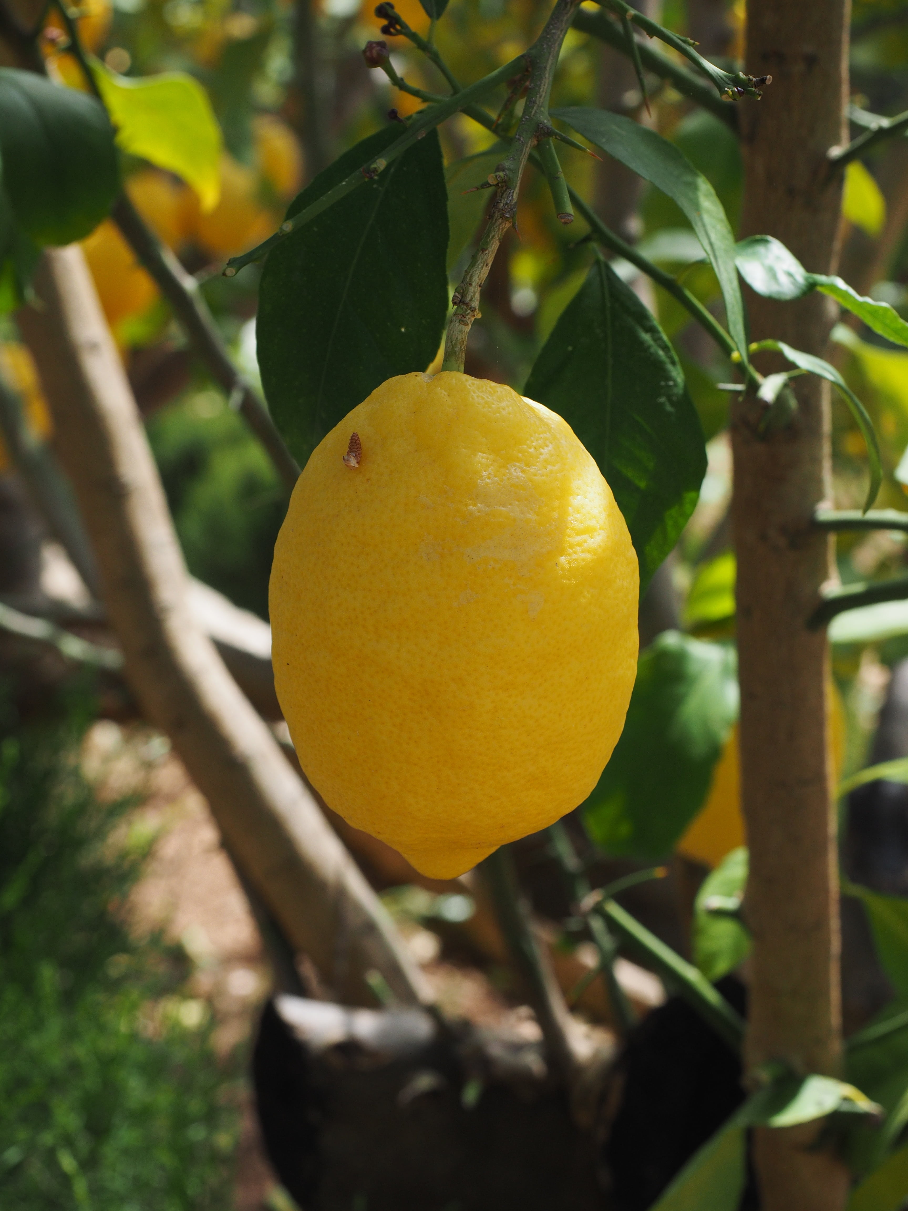 freshness, focus on foreground, lemon, lemon tree, fruity, day, citrus, citrus × limon, food, plant, depend, ripe, growth, leaf, wellbeing, tropical fruit, Phone HD Wallpaper