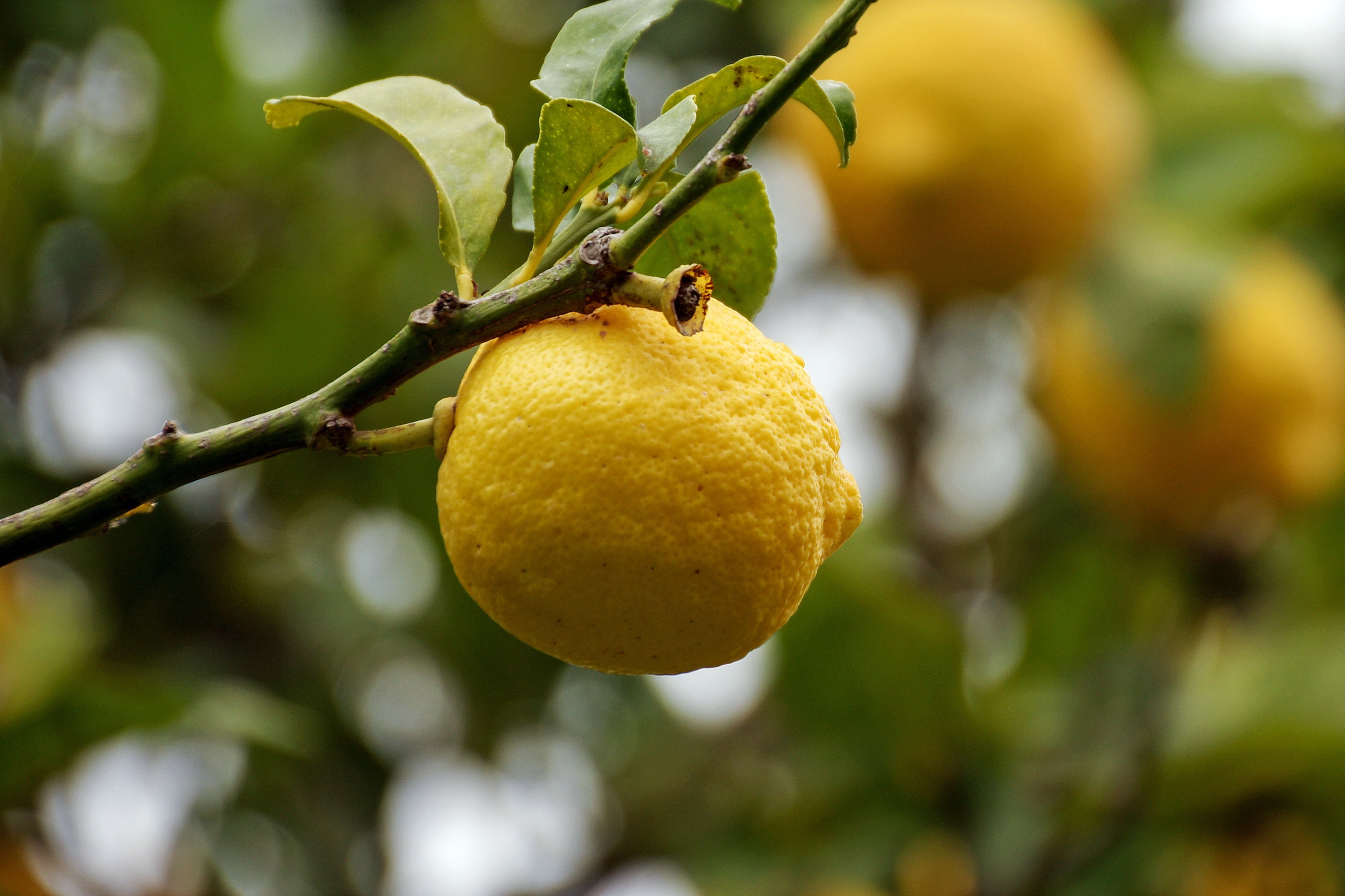 leaf, natural condition, plant part, outdoors, ripe, plant, branch, lemon tree, lemon, focus on foreground, 2K, freshness, food, food and drink, yellow, HD Wallpaper