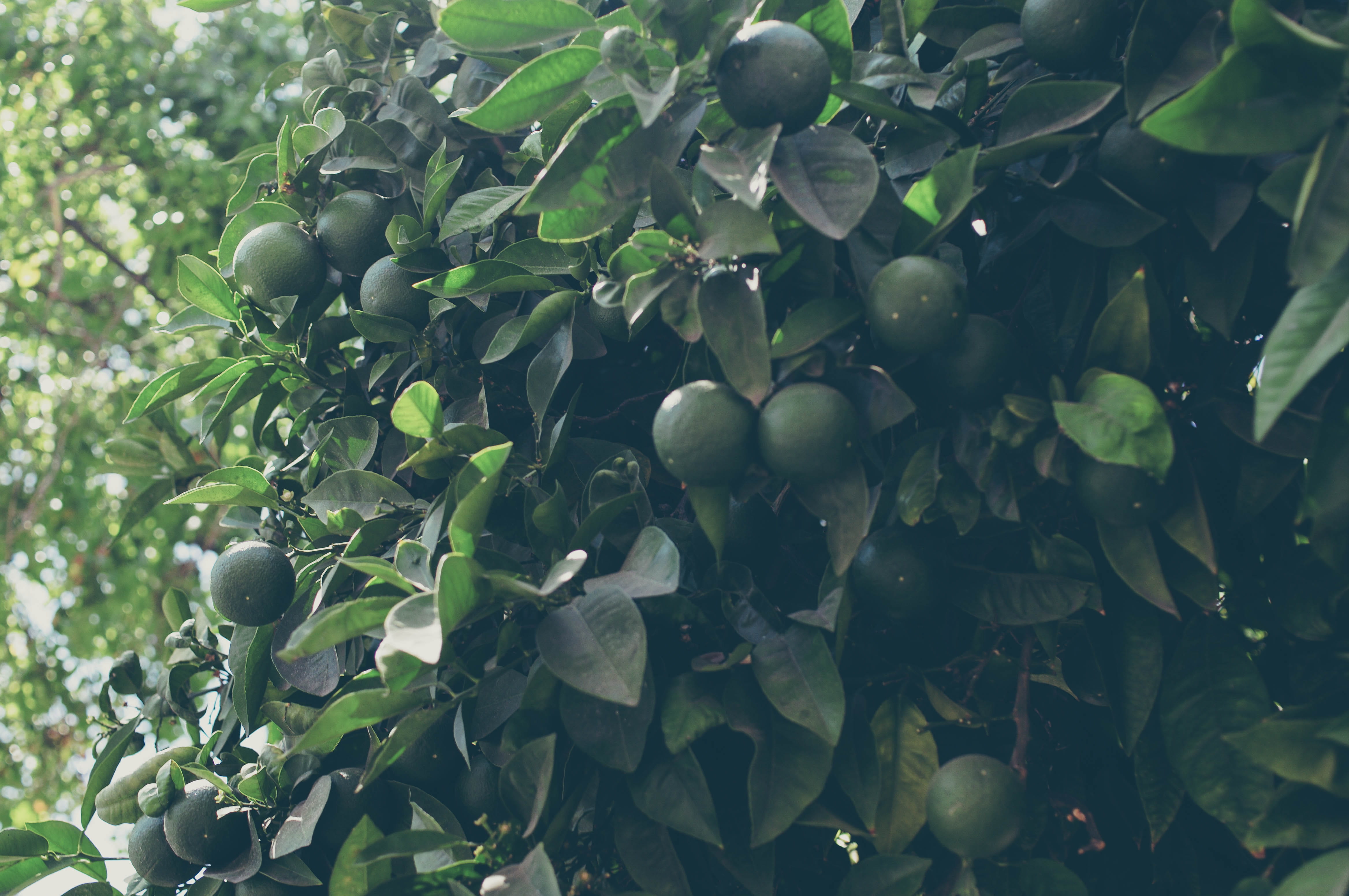 agriculture, wellbeing, royal alcázar of seville, plant, no people, 4K, nature, healthy eating, growth, sevilla, sun, close-up, tree, freshness, lemon, HD Wallpaper