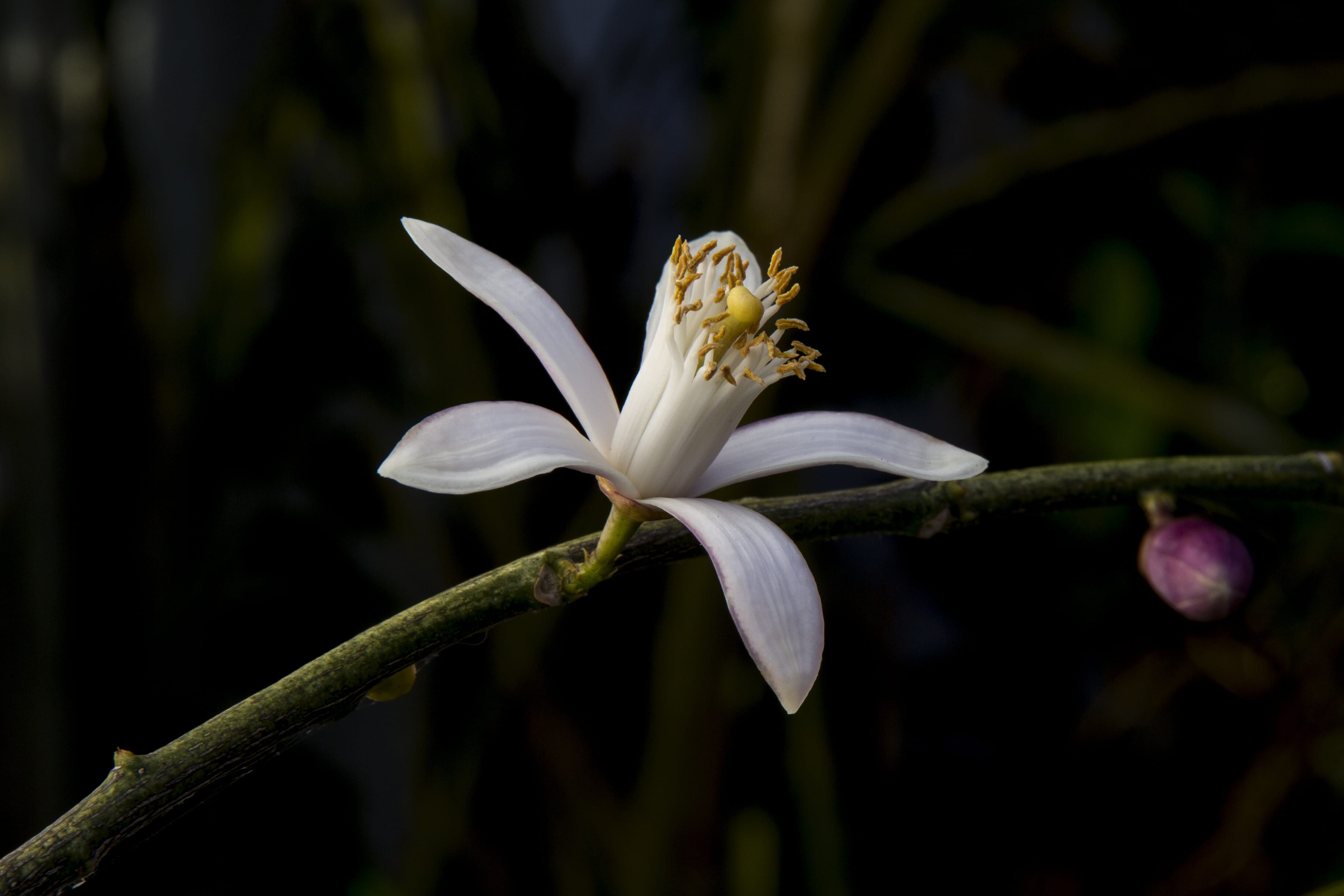 focus on foreground, 2K, growth, close-up, nature, bloom, petal, freshness, Limone, day, beauty in nature, flower head, fragility, mediterranean, white color, HD Wallpaper