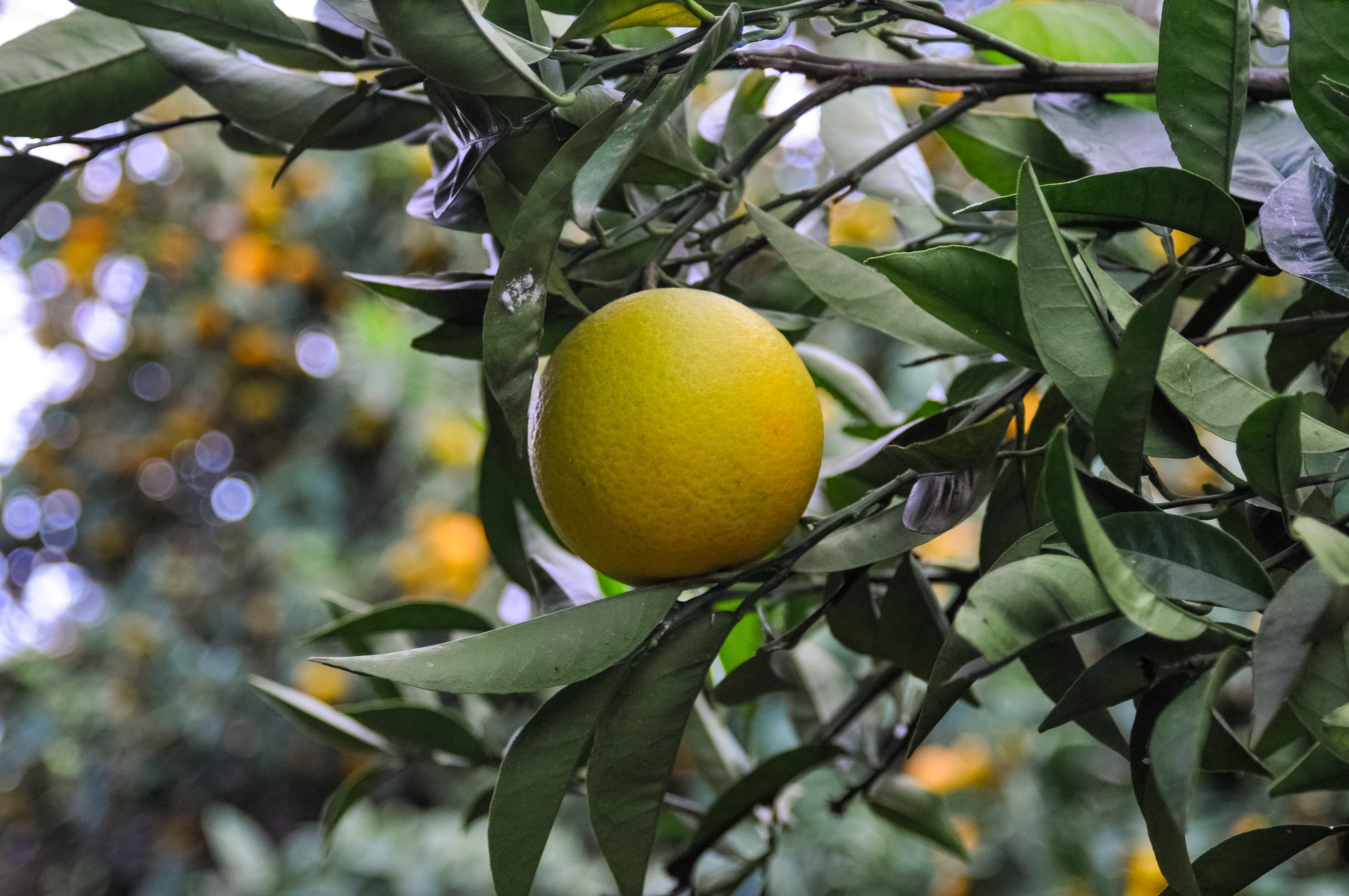 green, focus on foreground, fruit, orange harvest, outdoors, plant, healthy eating, food, branch, summer, nature, juicy, marvel, turkey, greece, healthy, HD Wallpaper