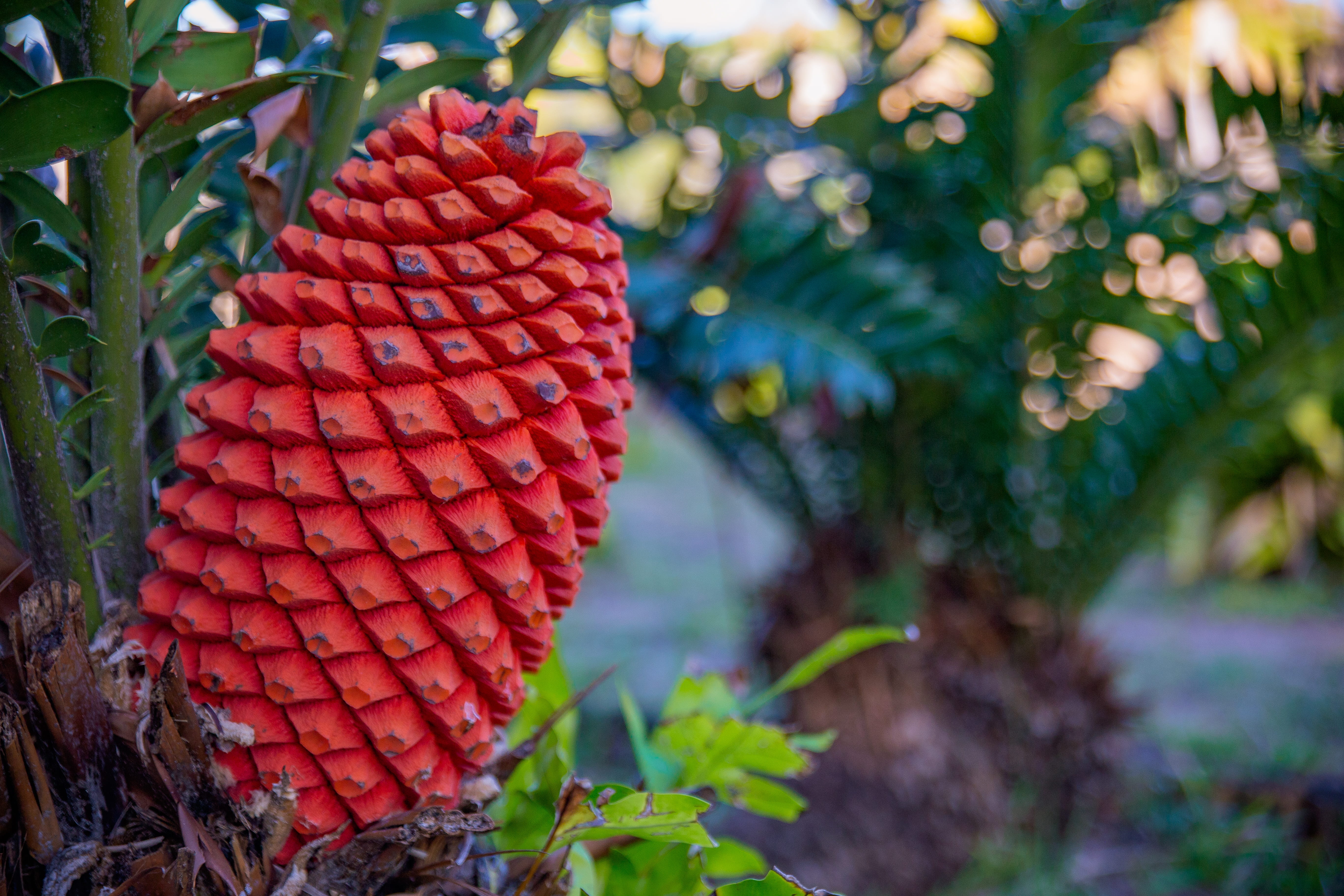 mulanje cycad palm, plant, nature, tropical, freshness, red, day, bright, healthy eating, 5K, palm tree, food, geometric, vegitation, tree, palm grove lodge, HD Wallpaper