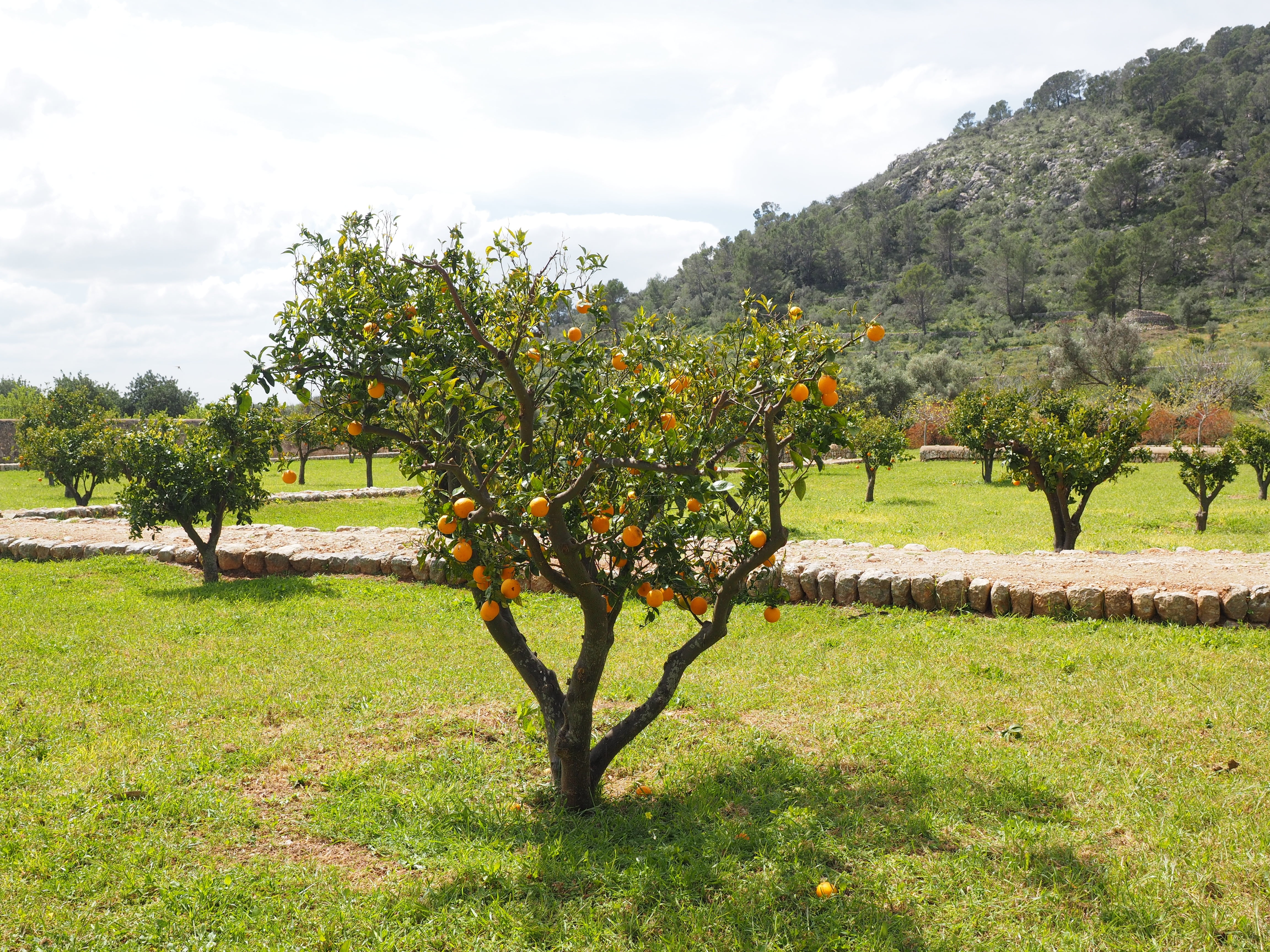 mallorca, orange grove, orange tree, nature, small, orange breeds, 4K, tranquil scene, plant, growth, estate, field, plantation, day, scenics - nature, HD Wallpaper