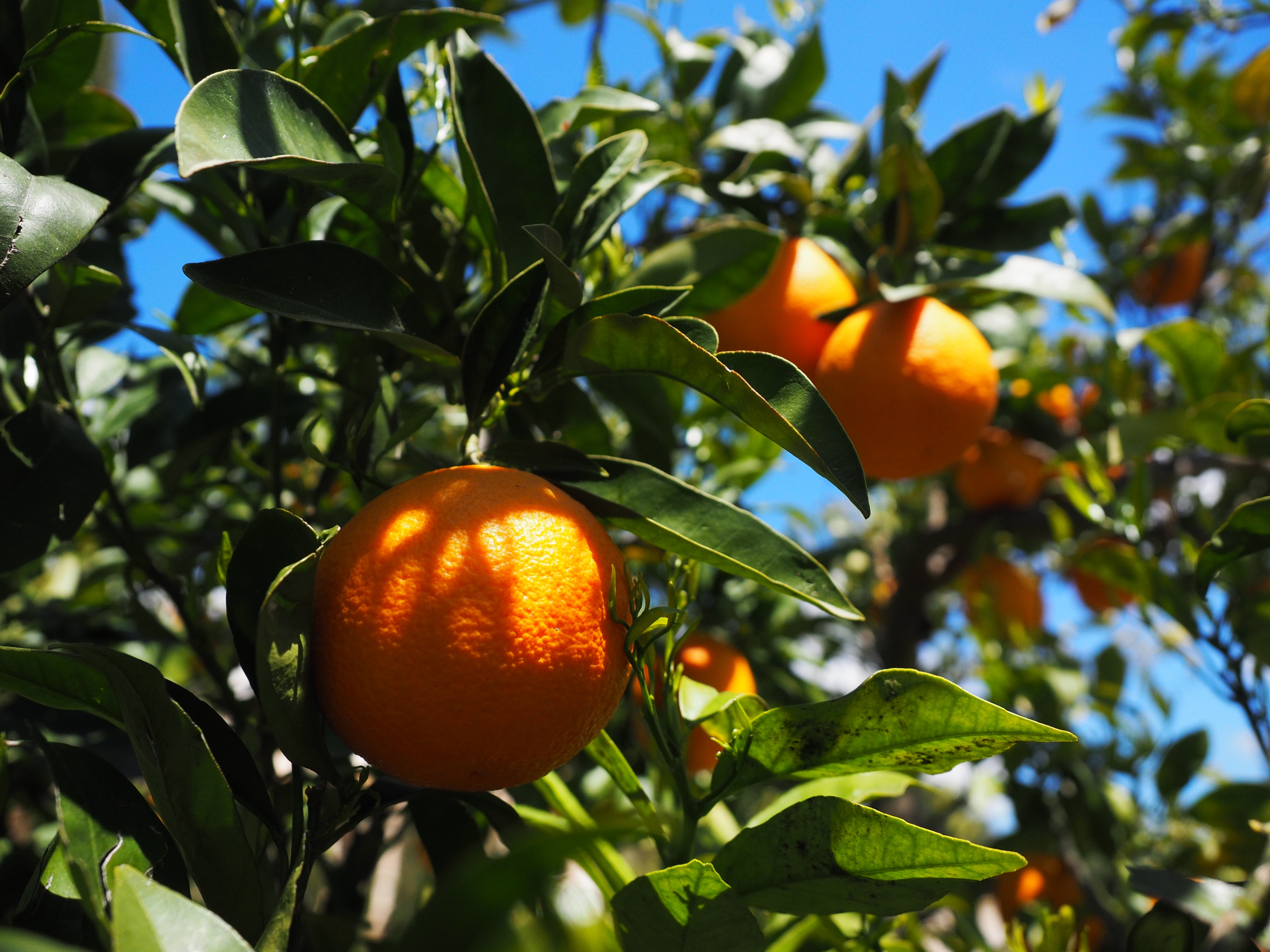freshness, nature, citrus tree, fruit, outdoors, about, healthy eating, fruit tree, low angle view, plant, frisch, foliage, sweet oranges, nutrition, sweet, HD Wallpaper