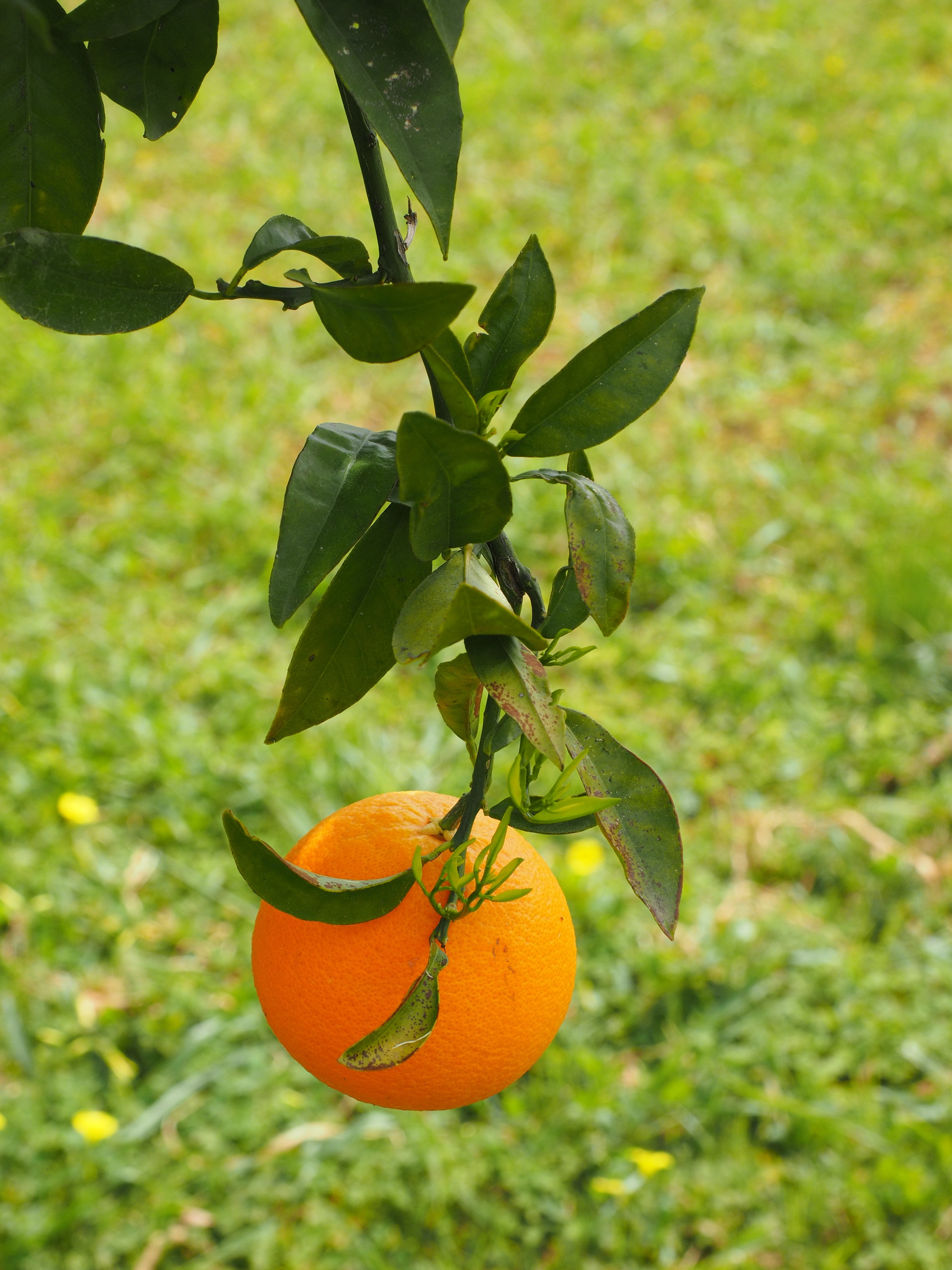 agriculture, rutaceae, healthy, mediterranean, vitaminhaltig, no people, healthy eating, tropical fruit, bush, orange color, 4K, leaf, citrus tree, nutrition, Phone HD Wallpaper