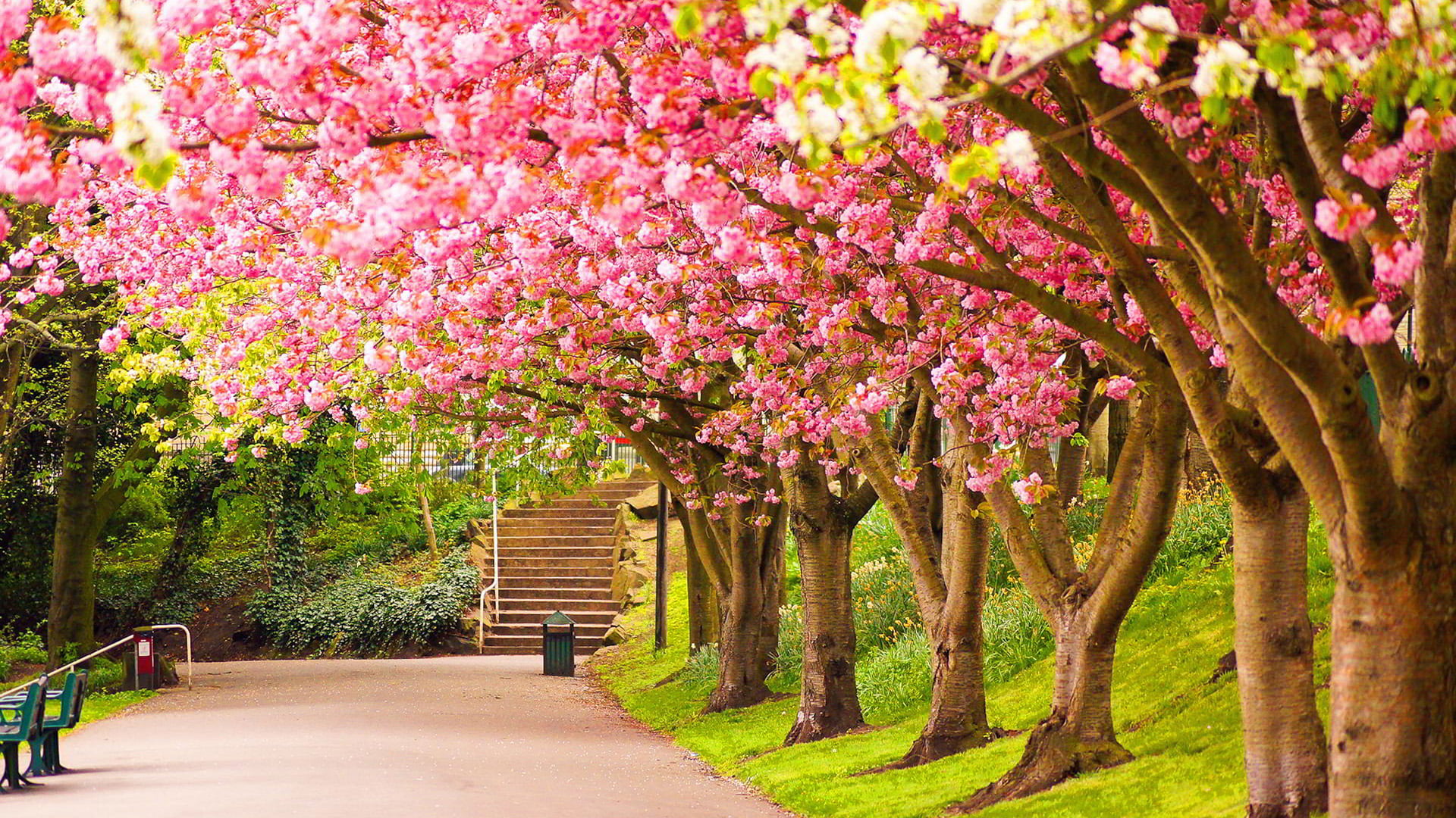 plants, park, sunlight, season, bright, flowering plant, color, flower, nature, forest, seasonal, texture, park - man made space, orange, grove, tree, leaf, HD Wallpaper